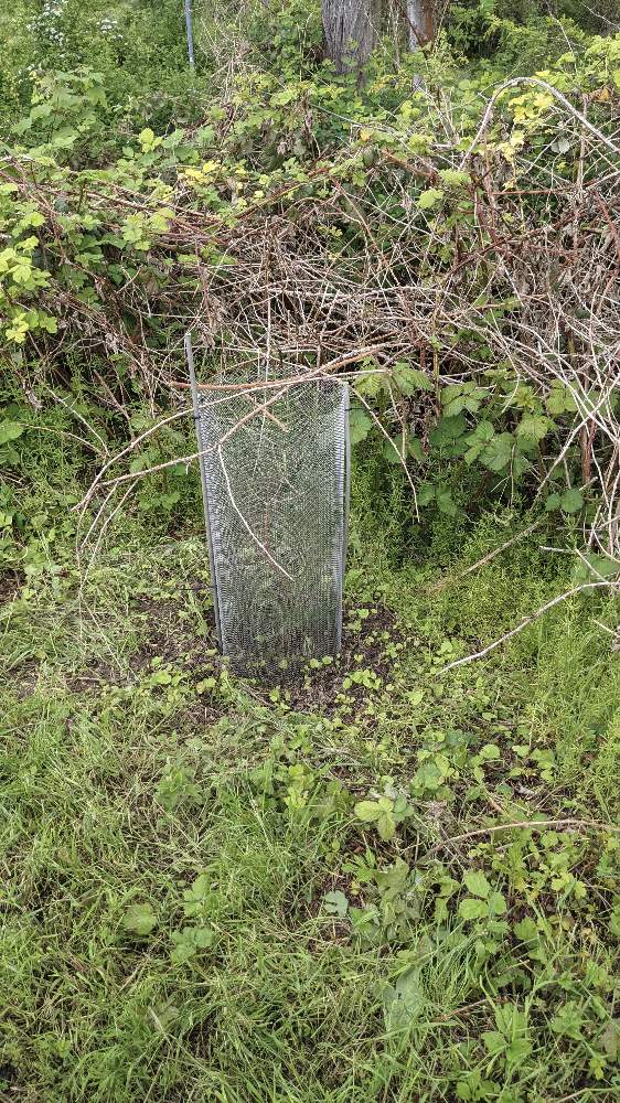 Der Wildverbiss machte einen Schutz erforderlich