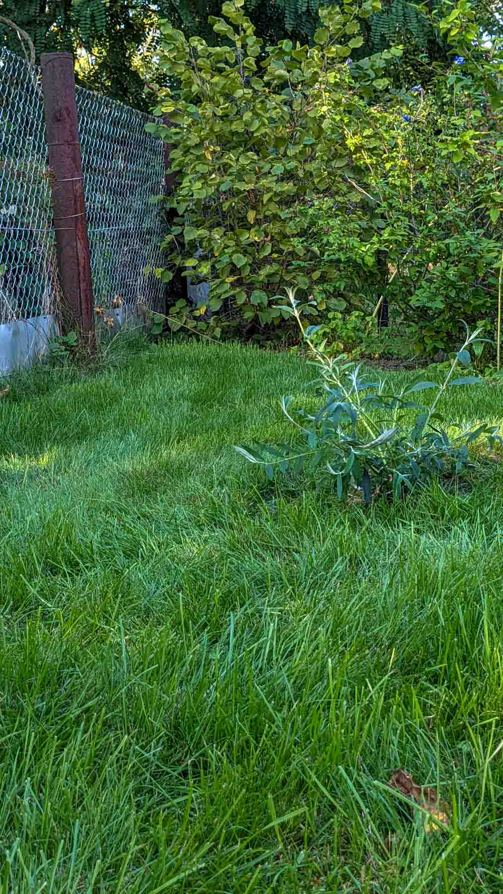 Sommerflieder TriColor