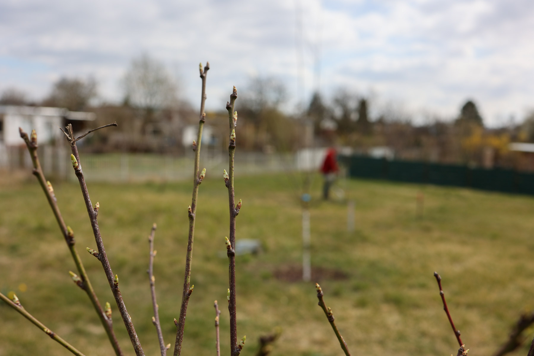 Erste Knospen grünen bereits