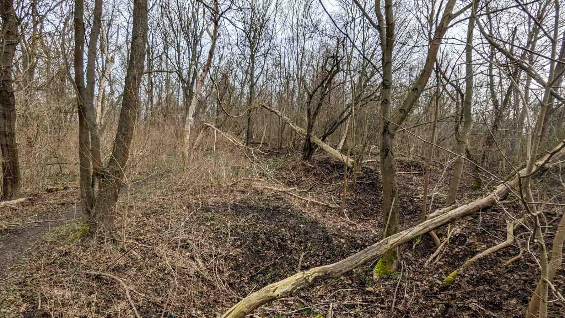 2019 geringelte Robinien