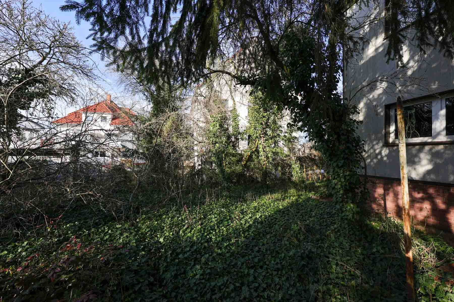 Efeu soweit das Auge reicht