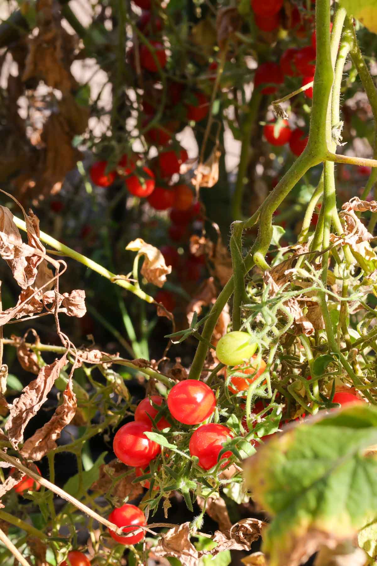 45 Johannesbeertomate C