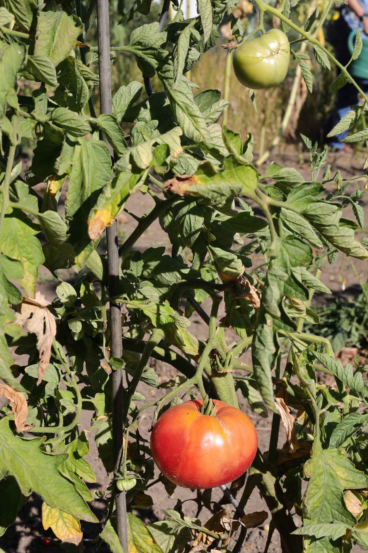 73 Schlesische Himbeere F