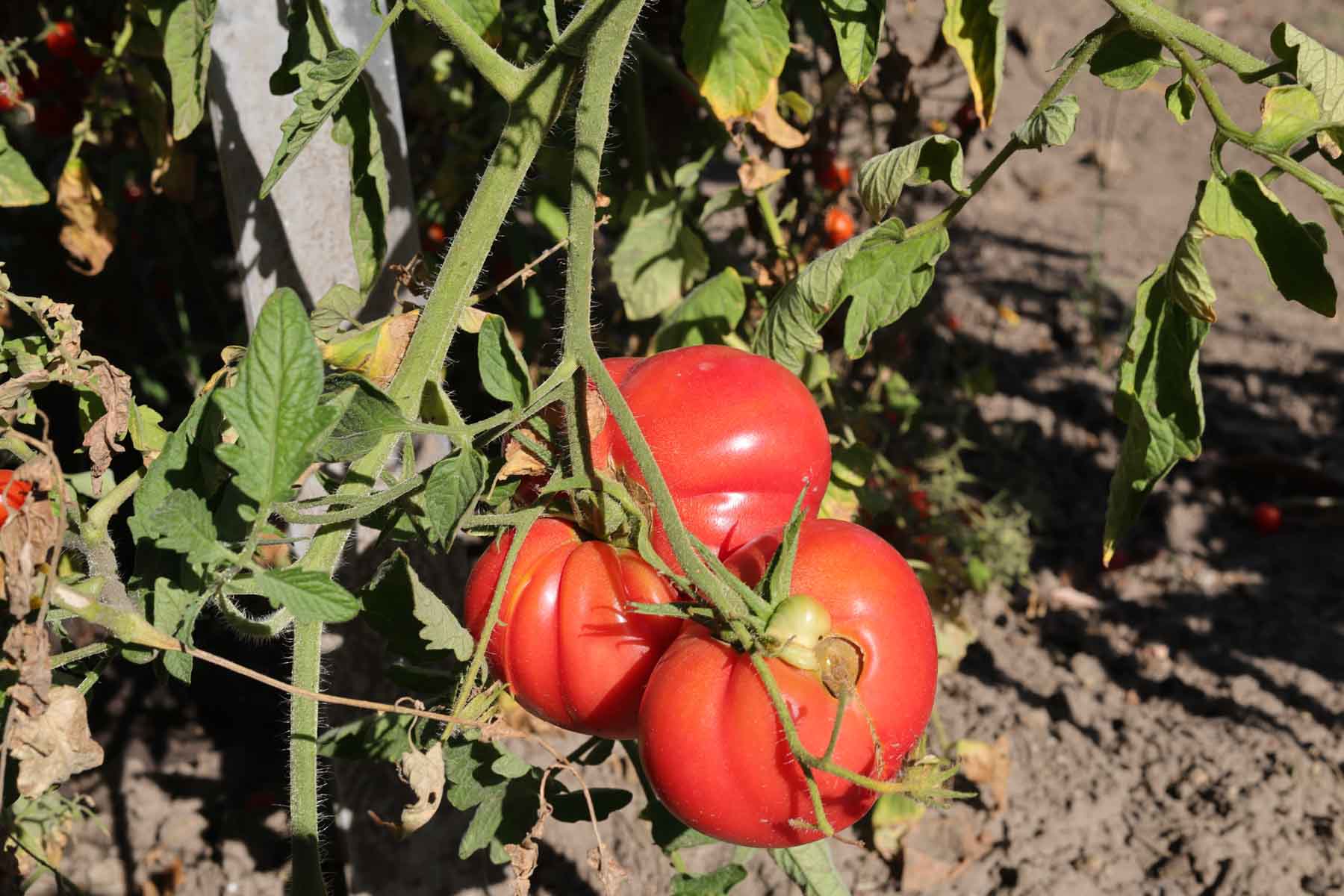 73 Schlesische Himbeere F