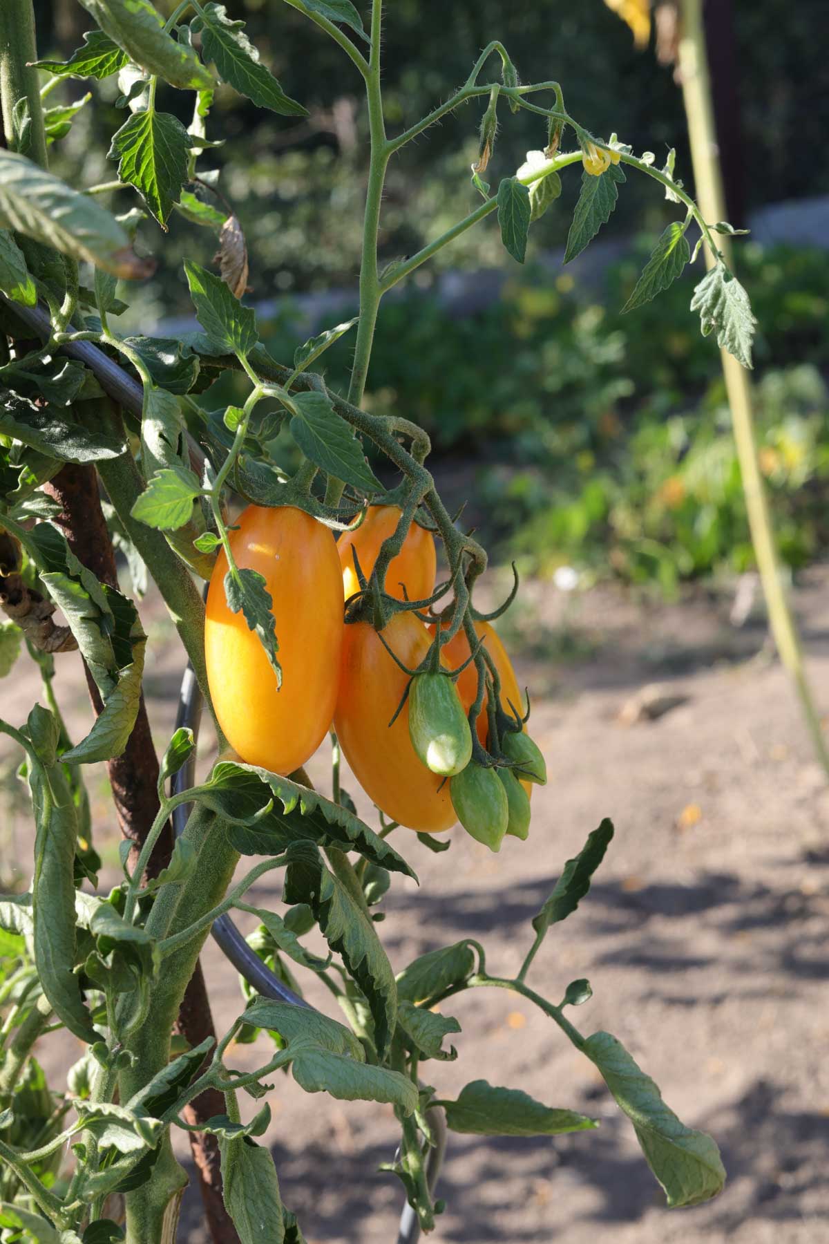 🍅 Tomaten 2024 🍅