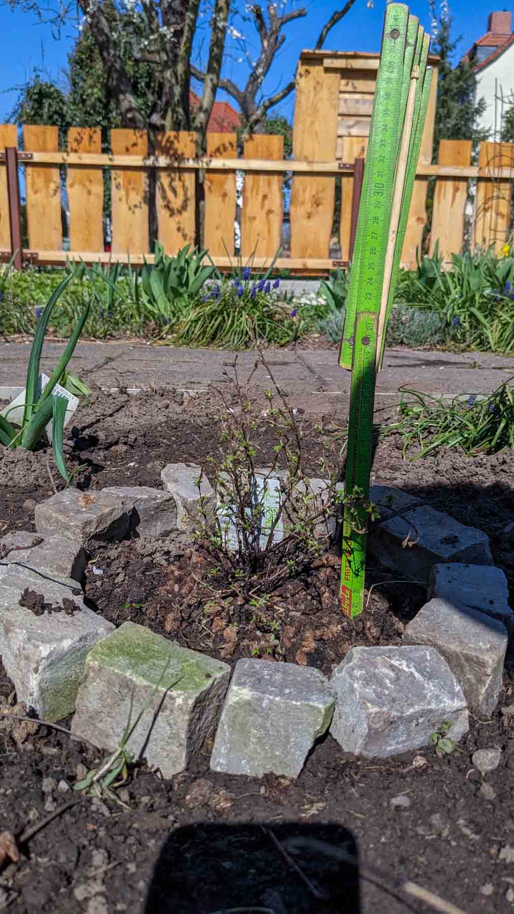 Fingerstrauch 'Red Ace'