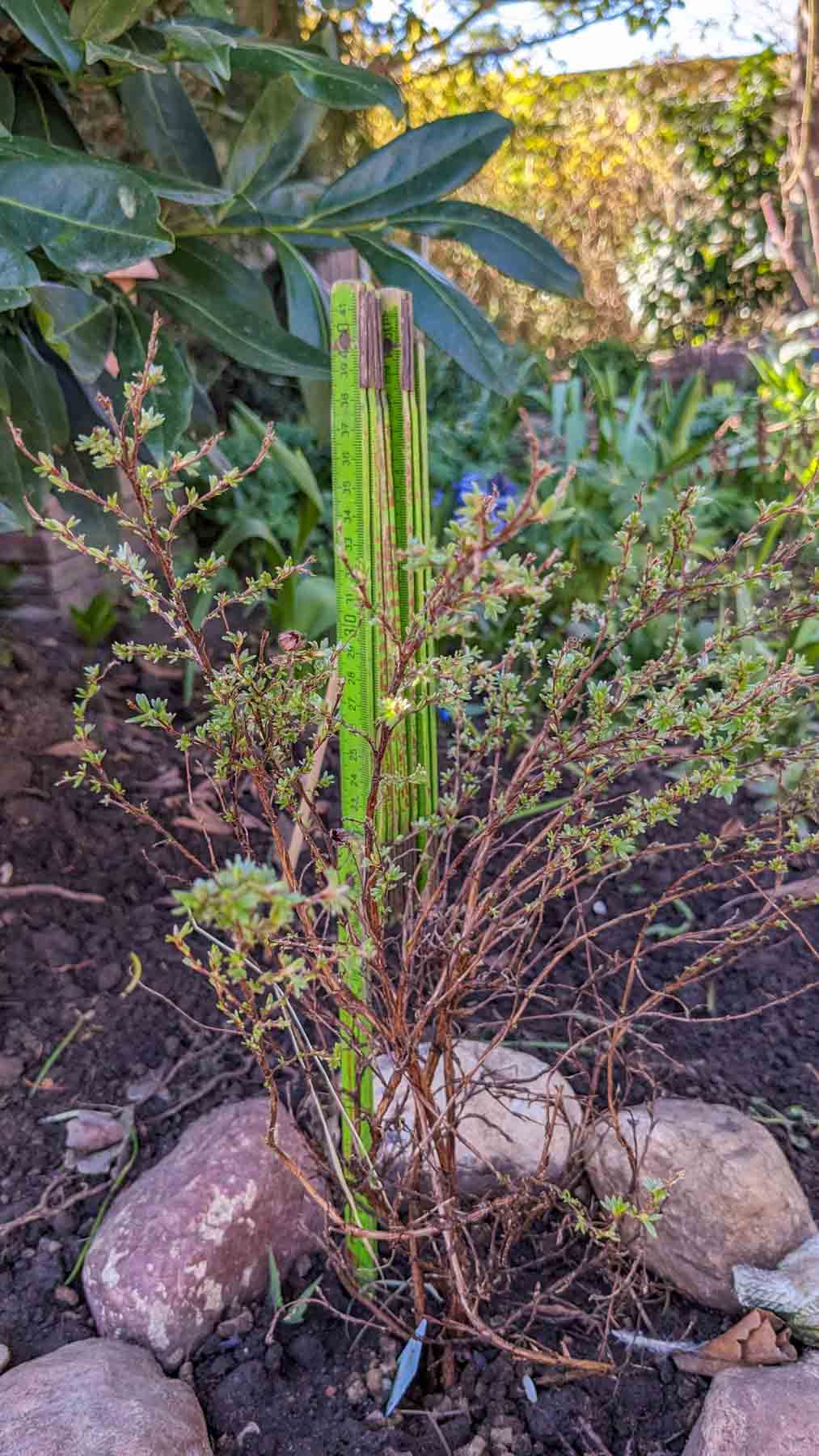 Fingerstrauch 'Kobold'