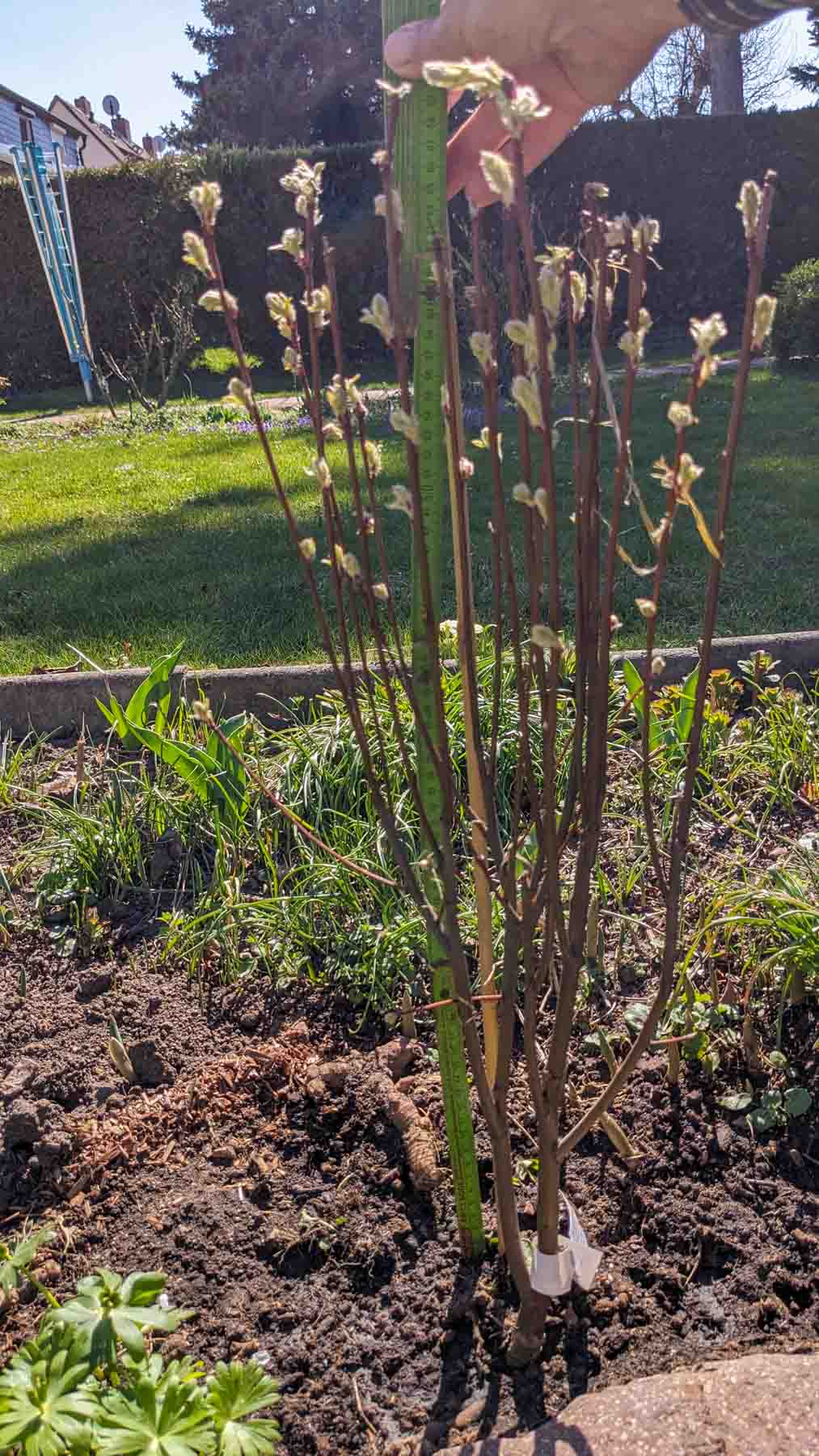 Säulen-Felsenbirne Obelisk