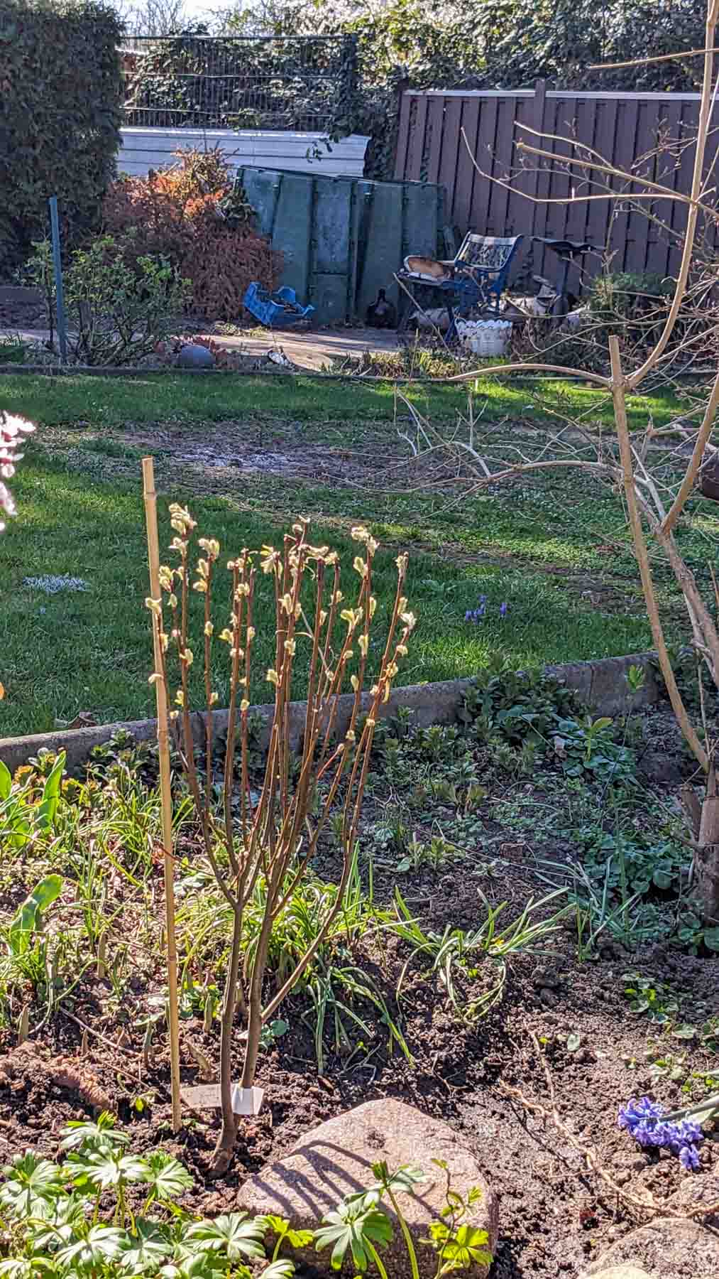 Säulen-Felsenbirne Obelisk