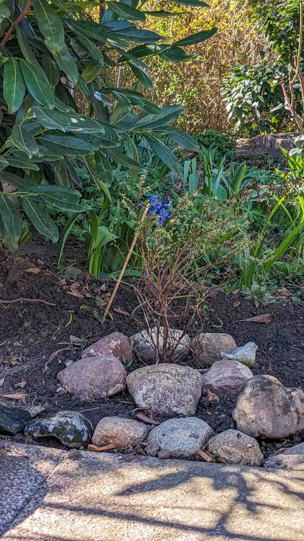 Fingerstrauch 'Kobold'