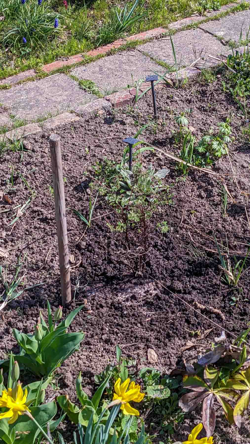 Fingerstrauch 'Red Ace' G26