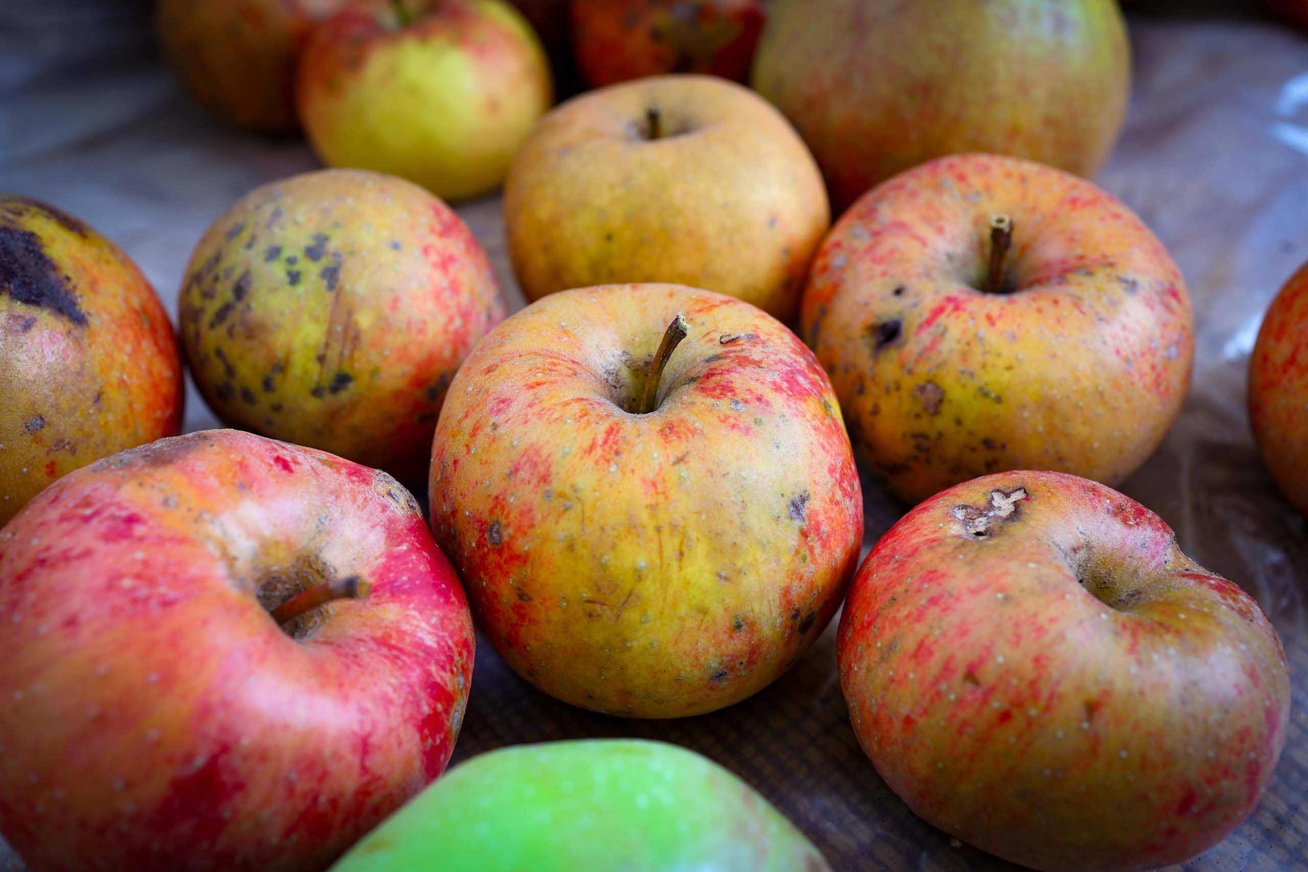 Reiche Ernte vom alten Boskopp