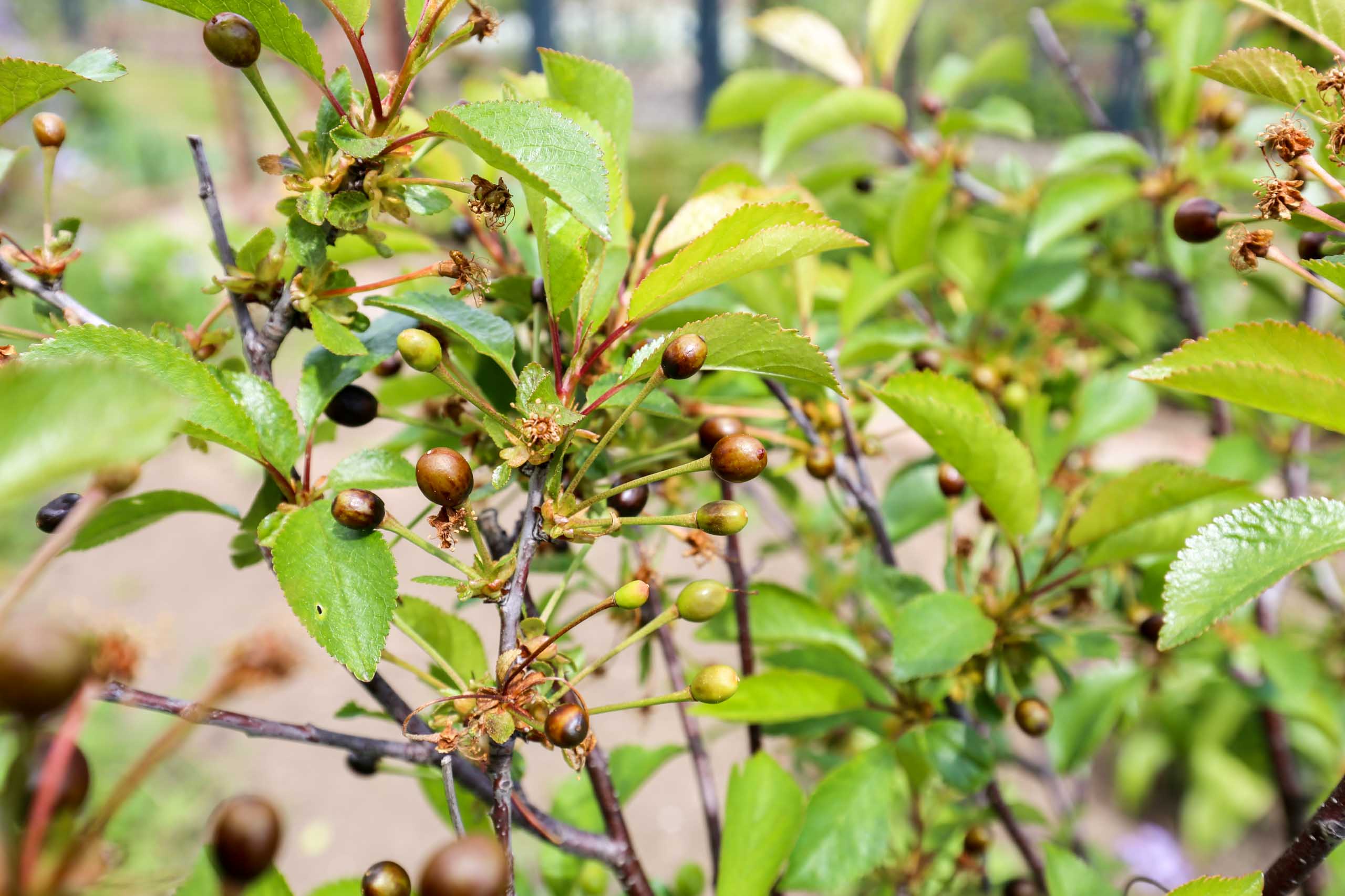 Gerema II nach Nachtfrost