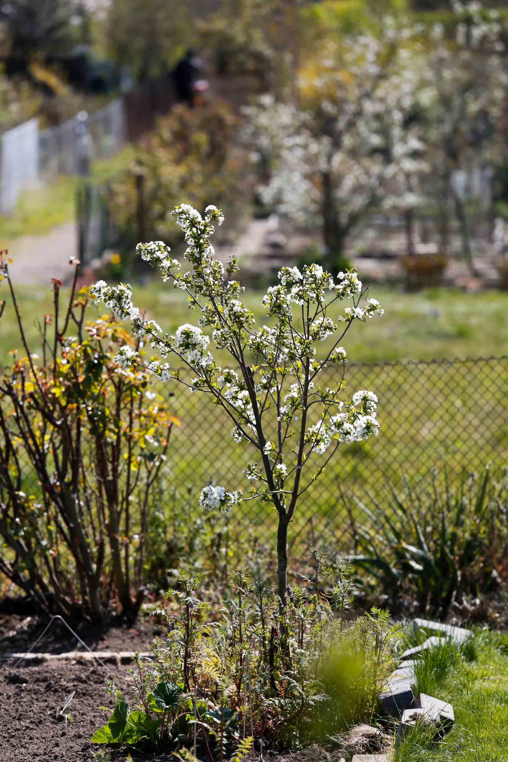 Gerema II in voller Blüte
