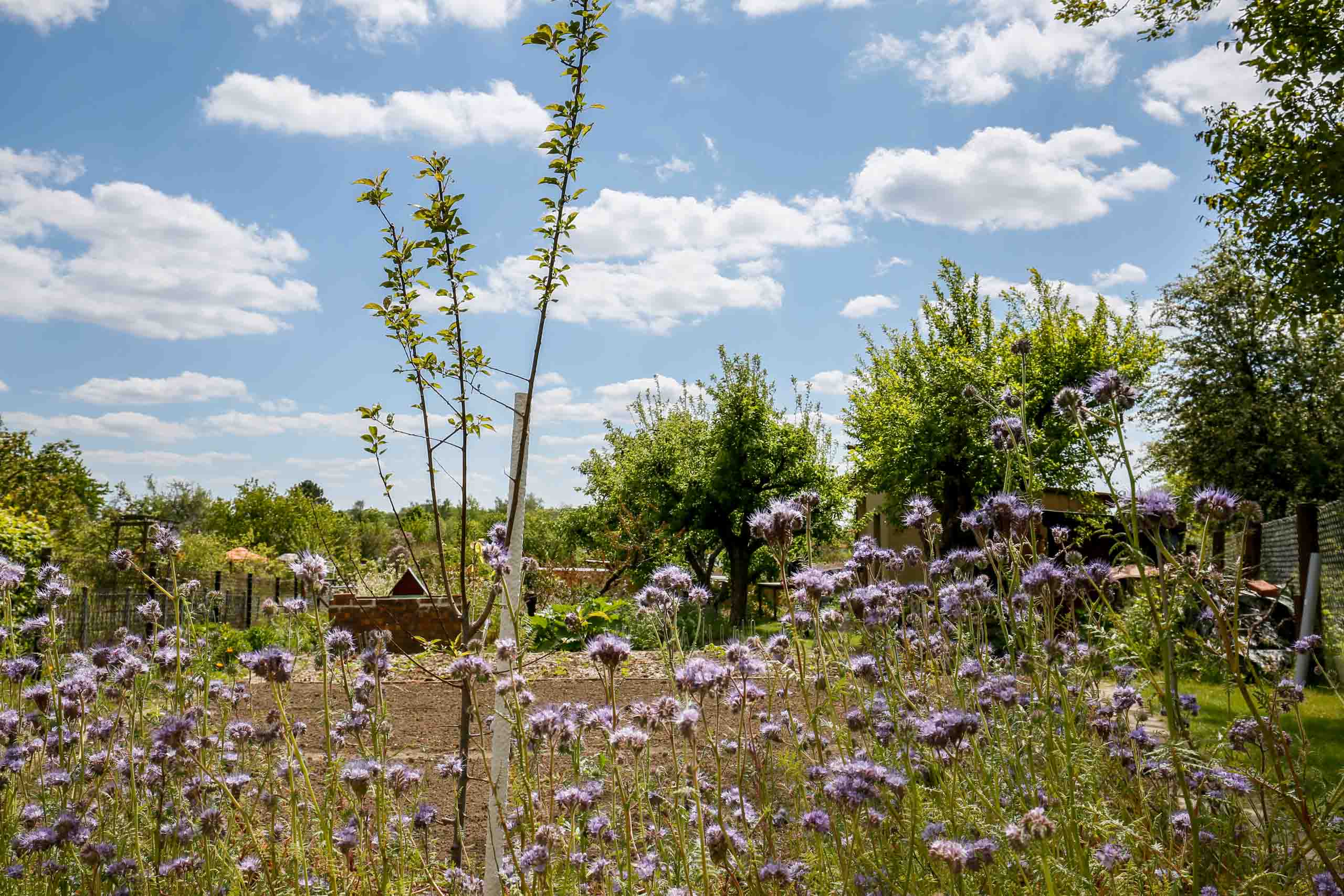Bienenbaum und Bienenweide