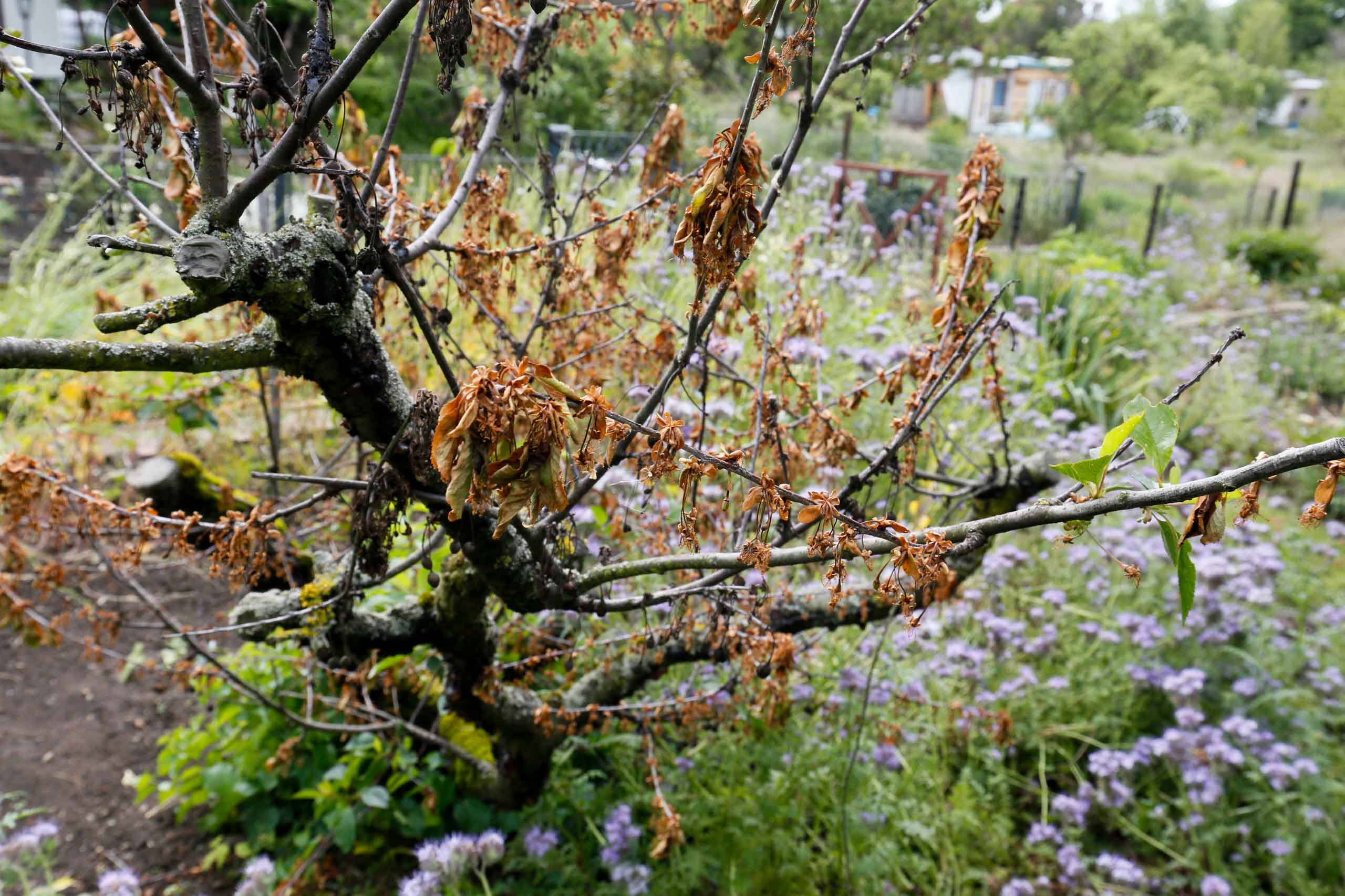 Alter Kirschbaum - Moniliabefall