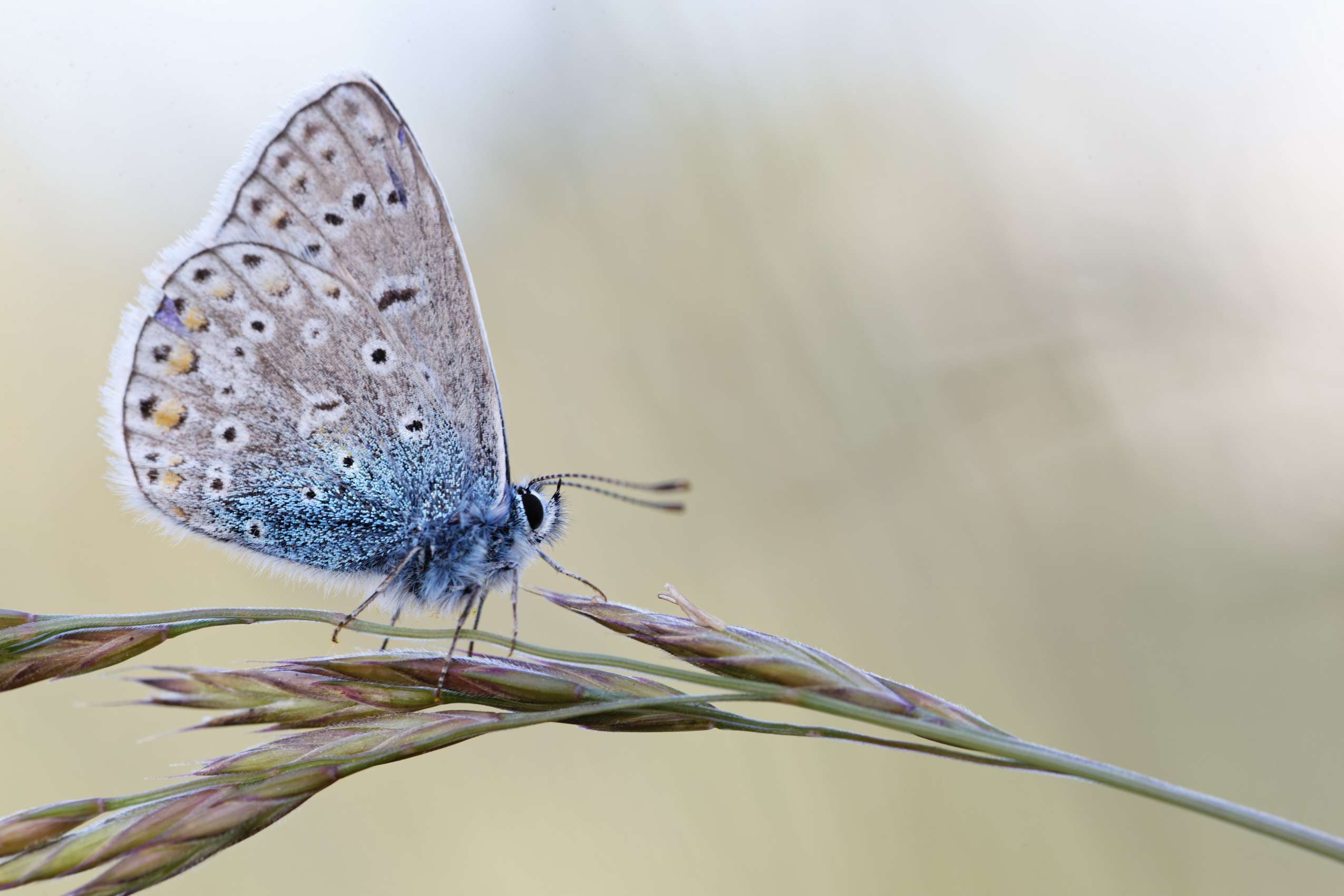 Gartenmakros von Uwe