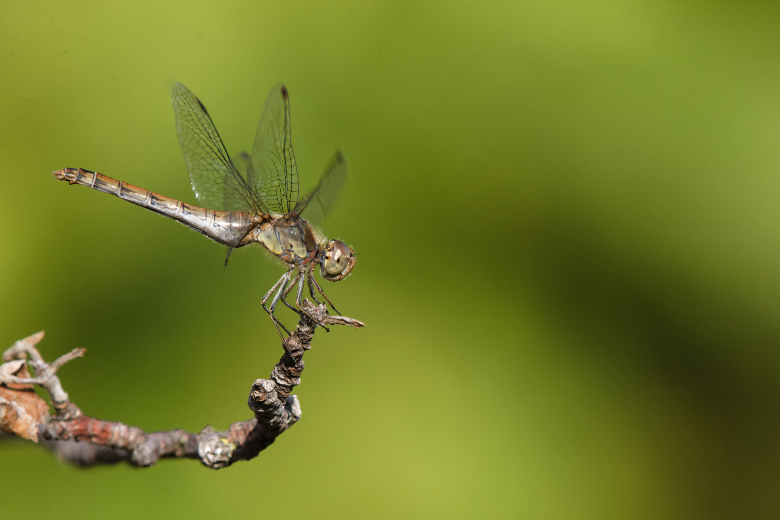 ©´23 Uwe Dünnebeil