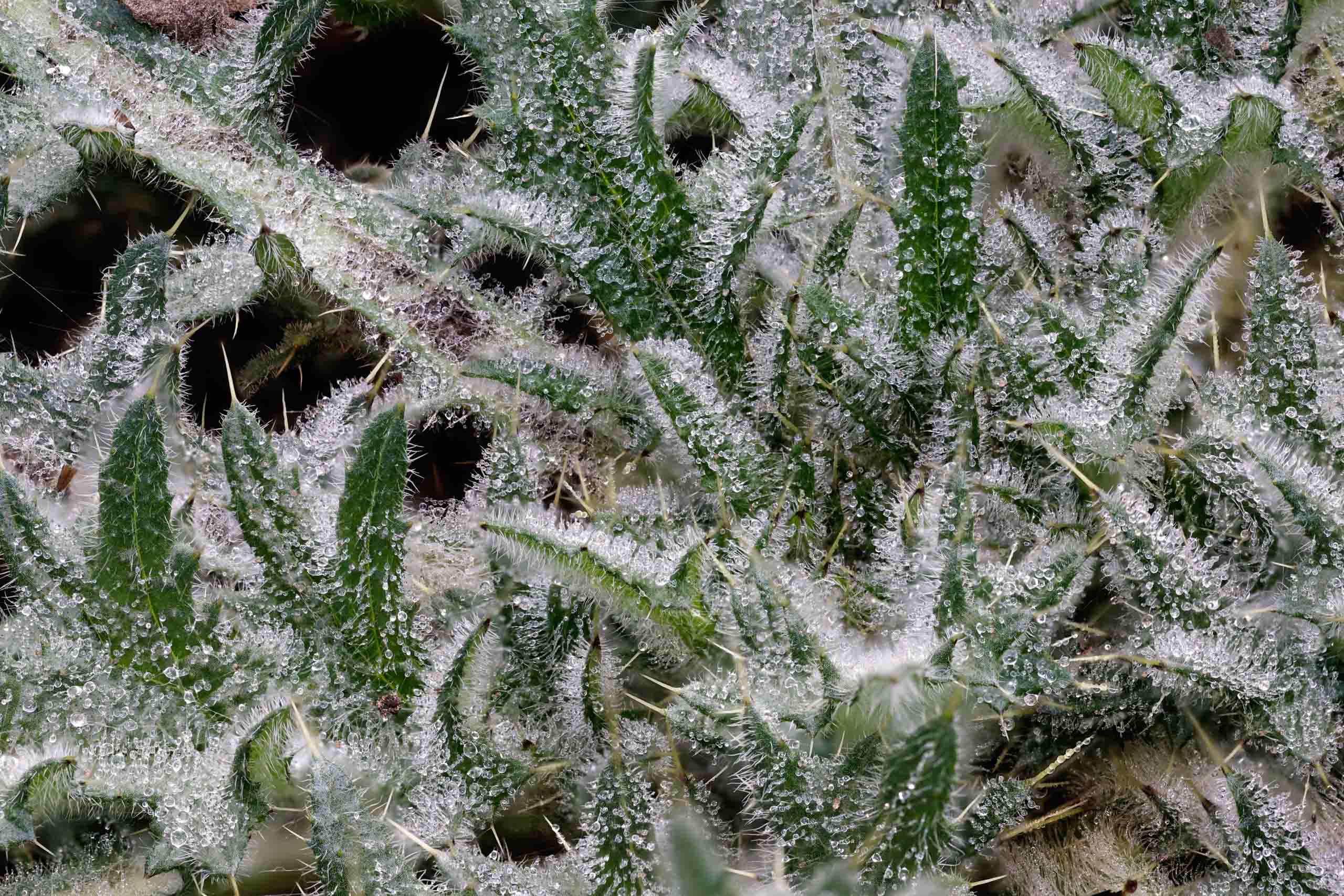 ©´23 Uwe Dünnebeil