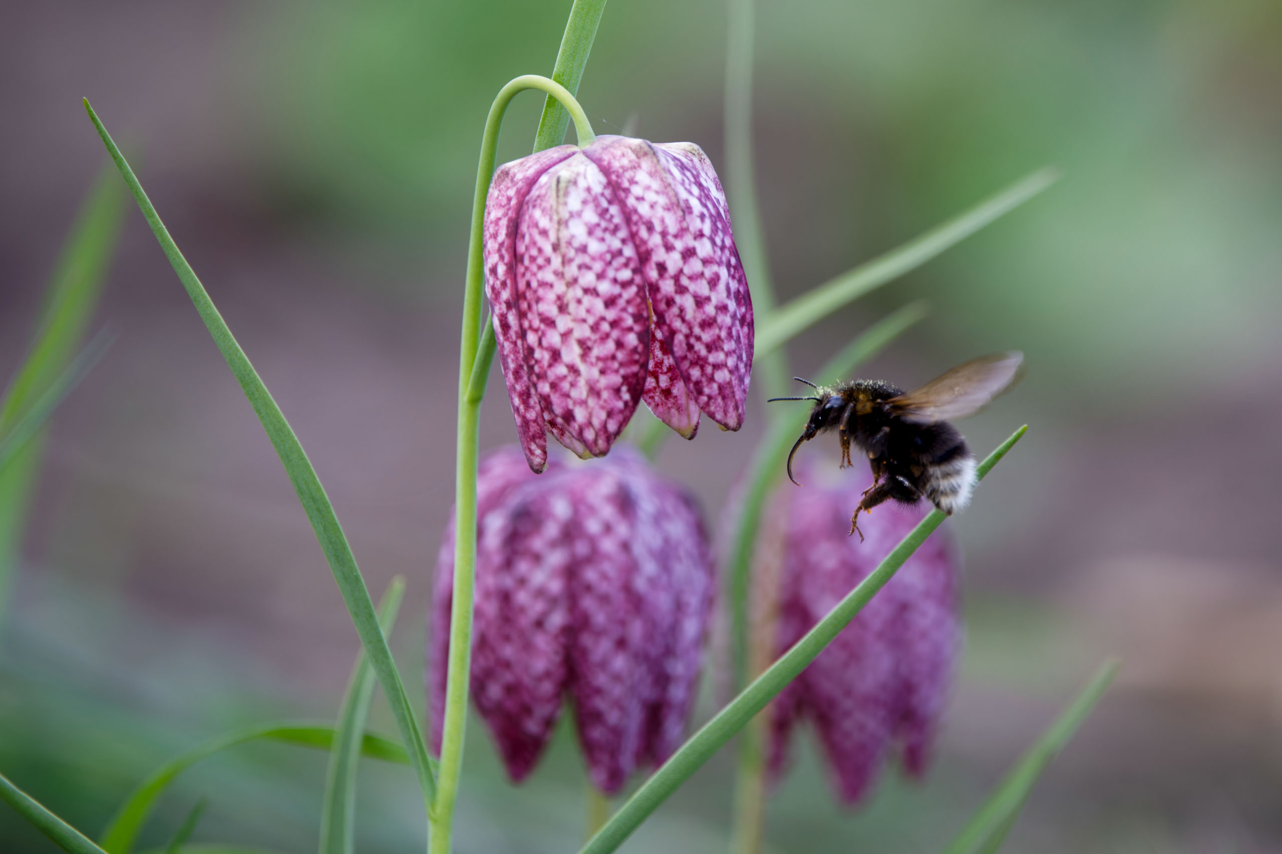 ©´23 Uwe Dünnebeil