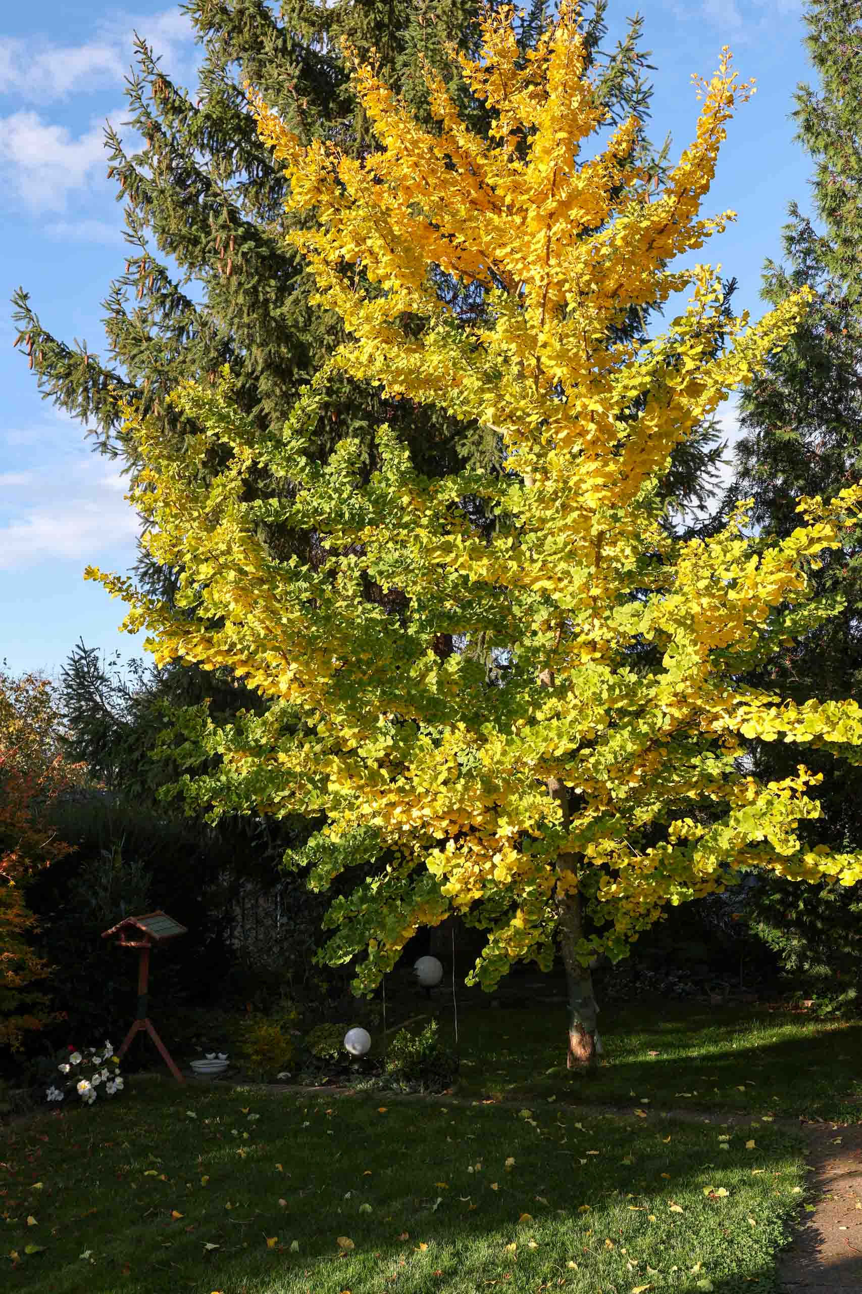 Unser Gingko 2023 im Herbst
