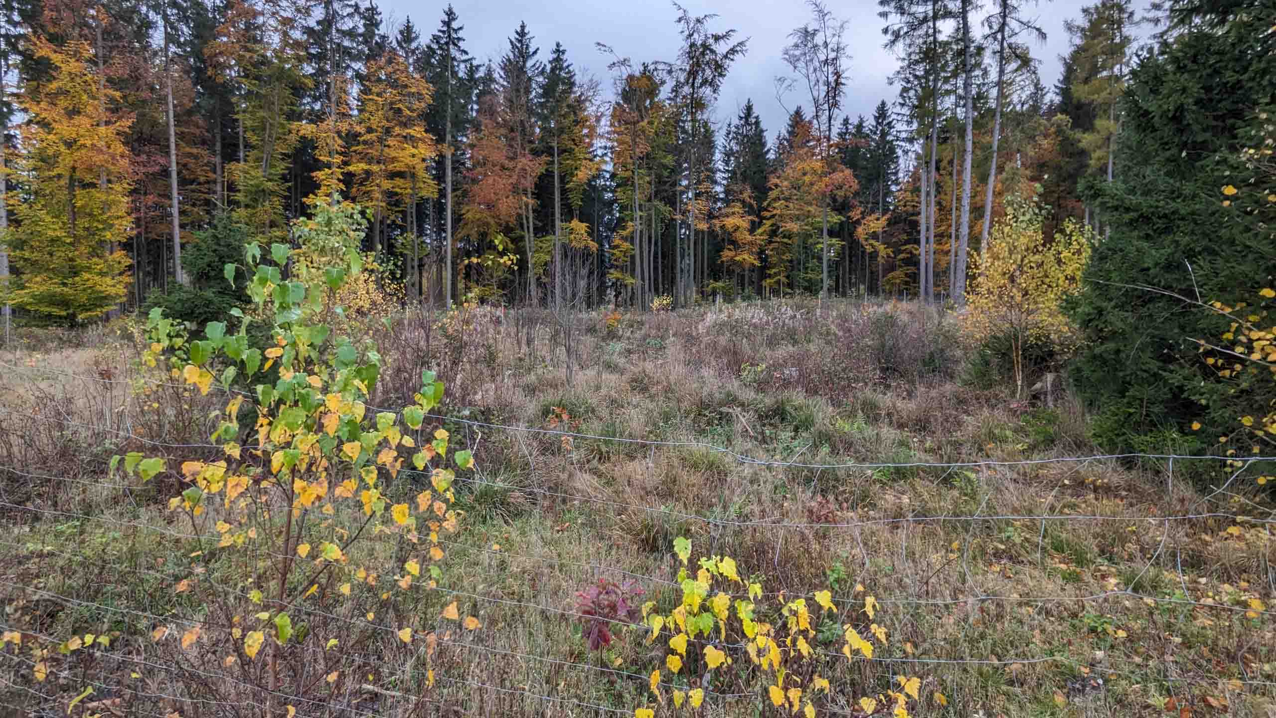 Plant-My-Tree: Patenbäume für Lutz und Andrea