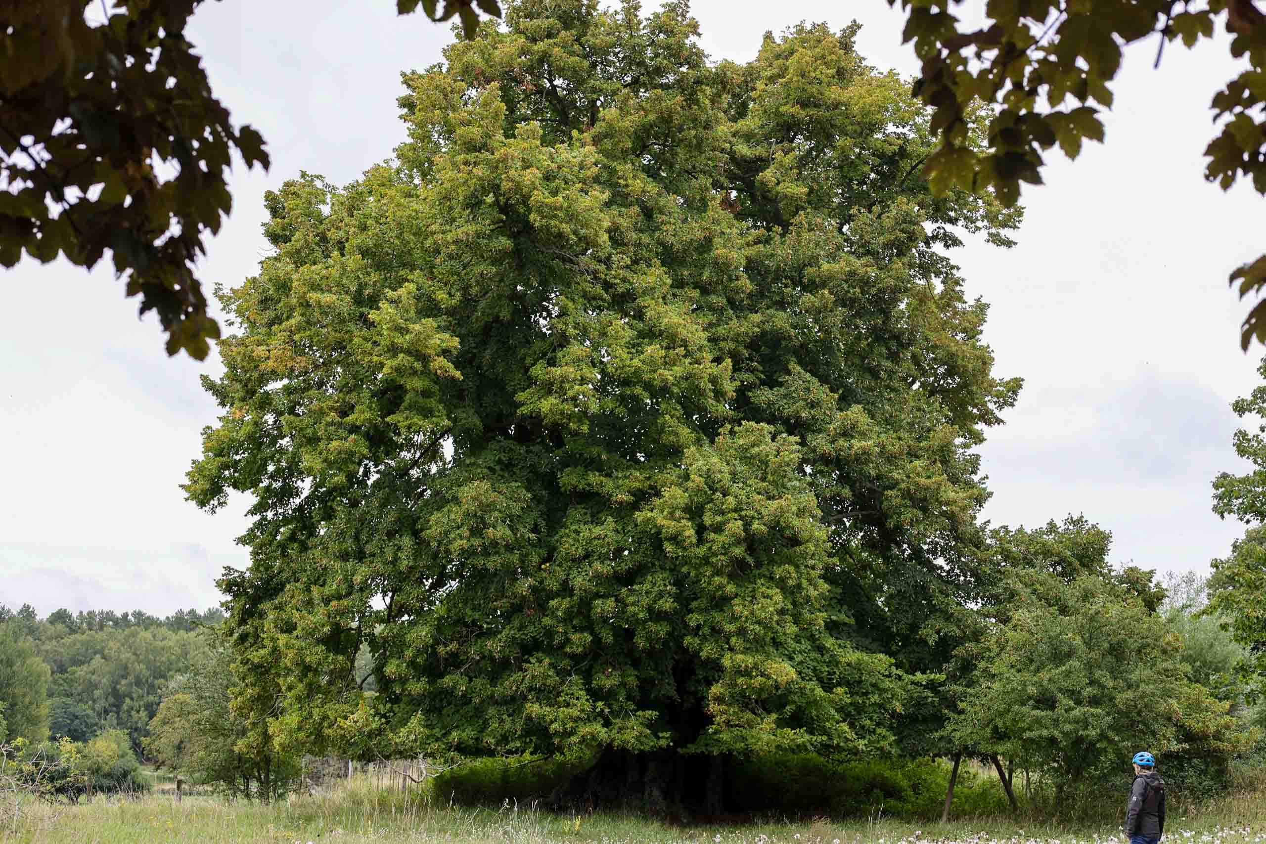 Eine 800-jährige Sommerlinde
