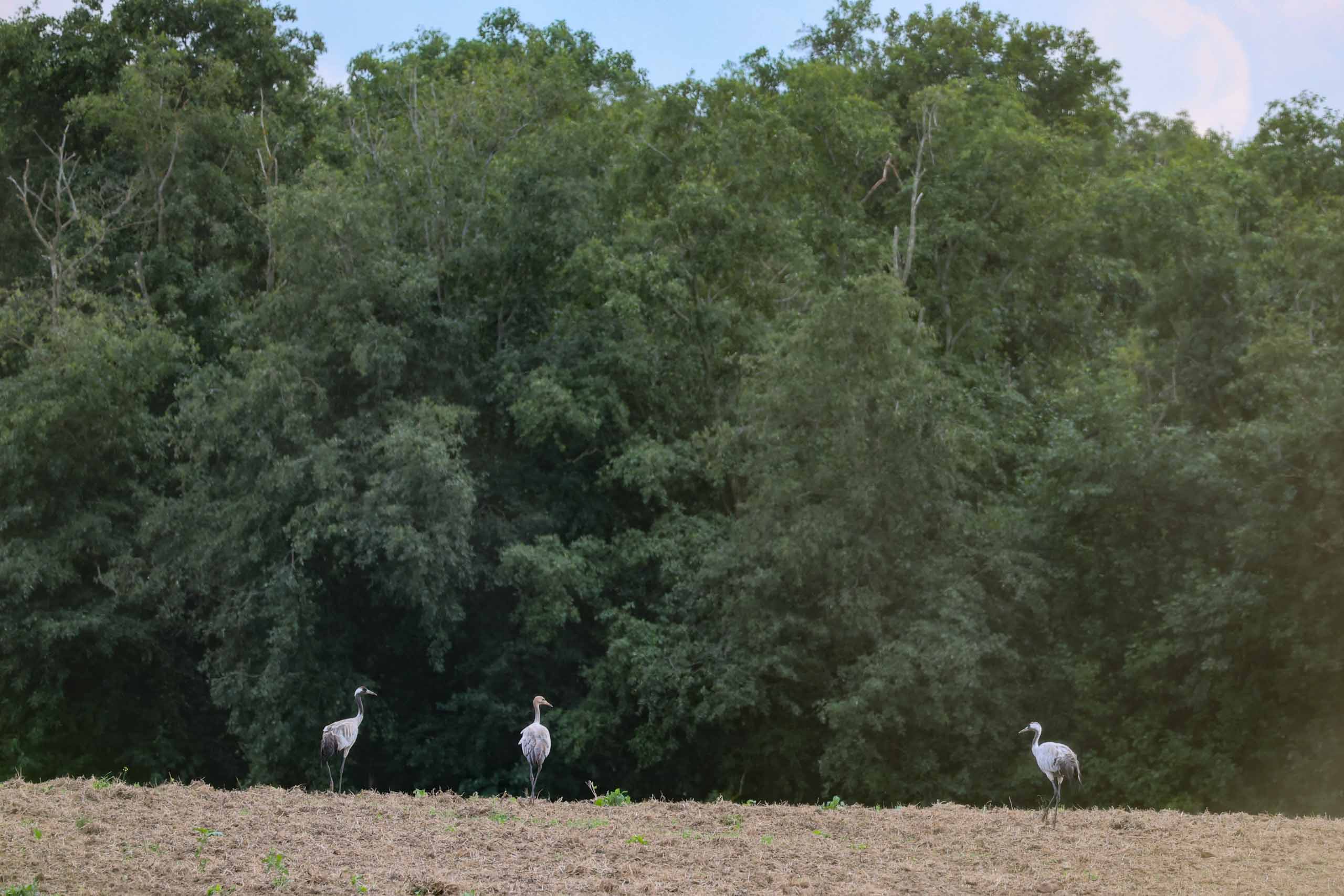 Erste Kranichsichtung