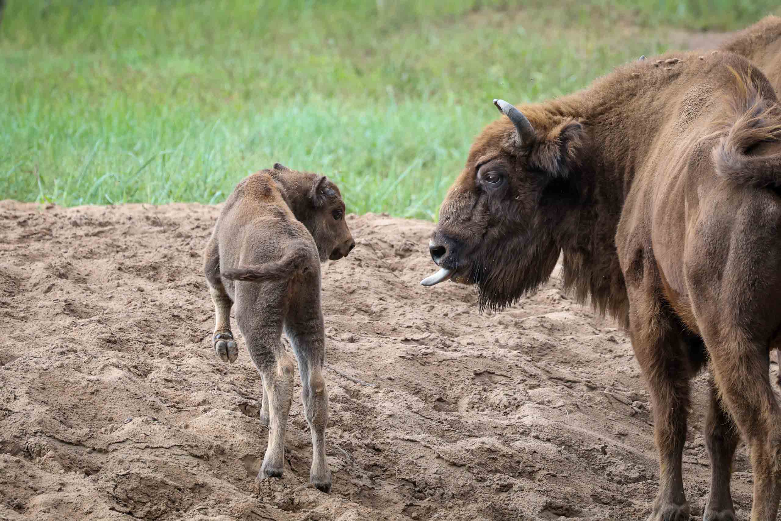 Wisentreservat Damerower Werder