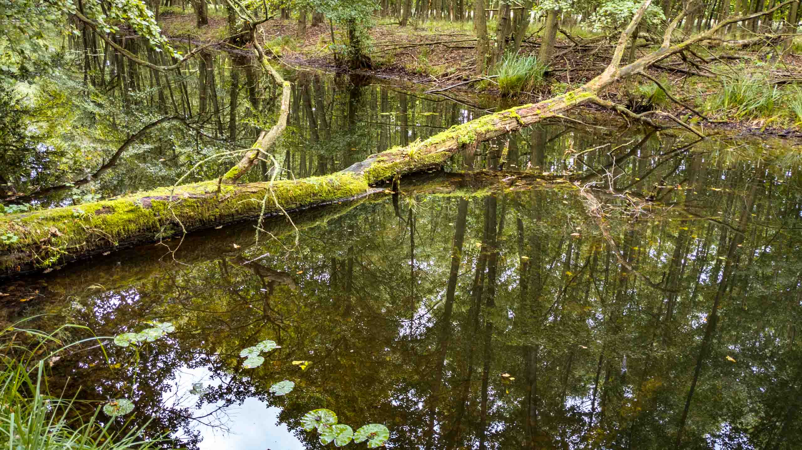 Der Natur überlassen
