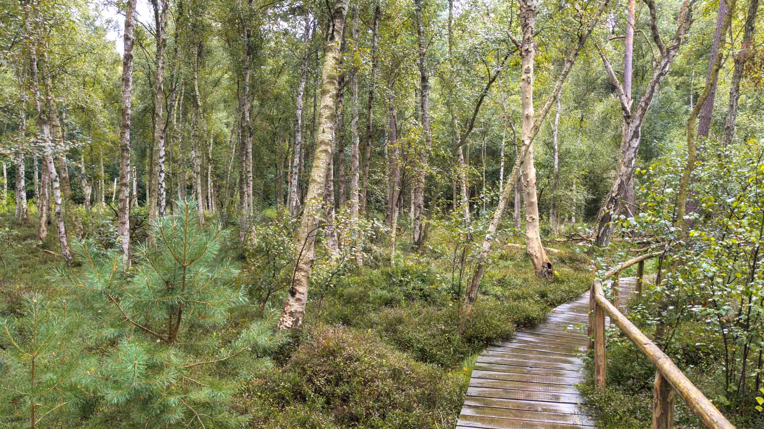 Ich geh´jetzt in den Birkenwald