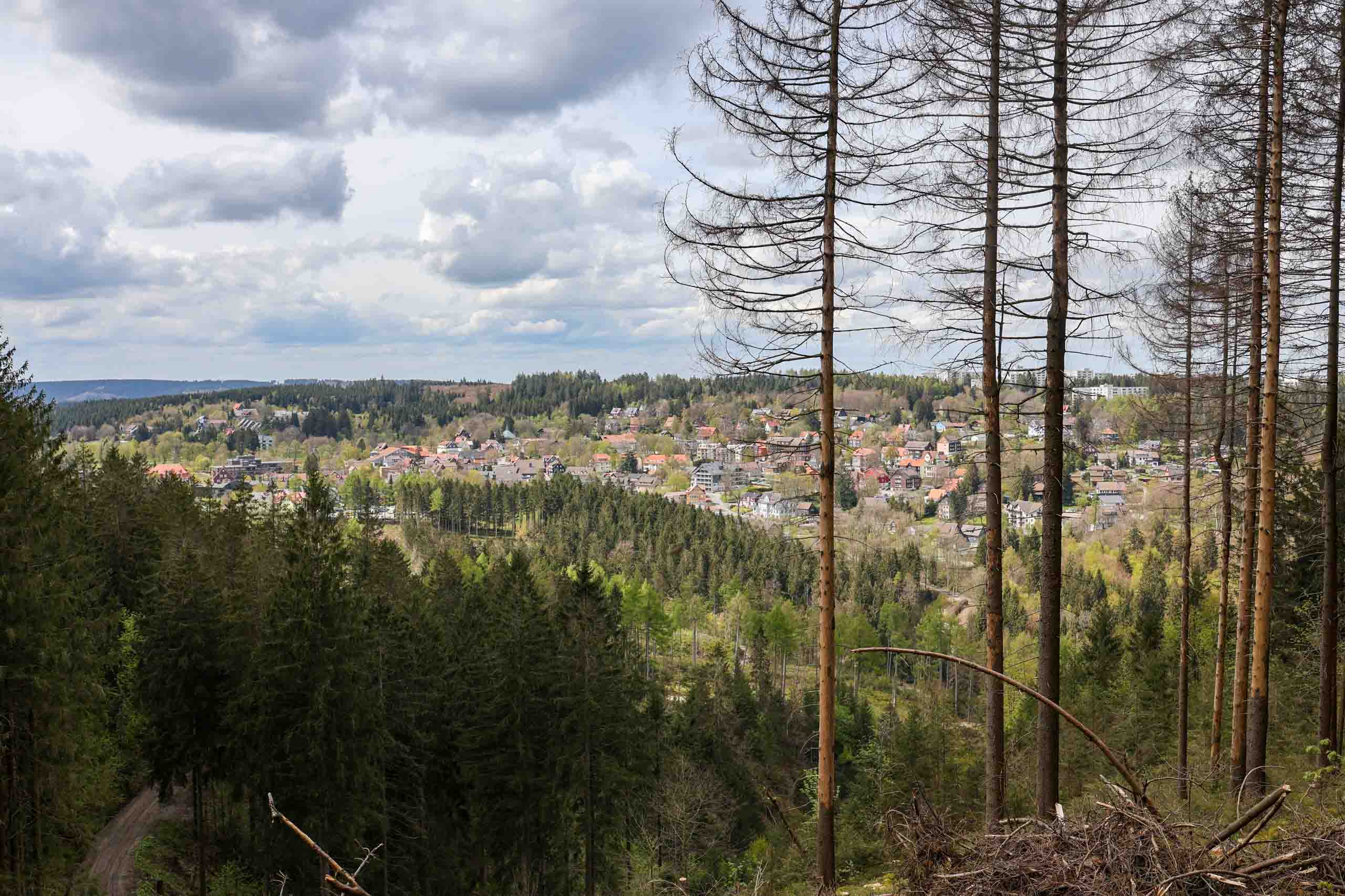 Liebesbank Wanderweg in Richtung Hahnenklee