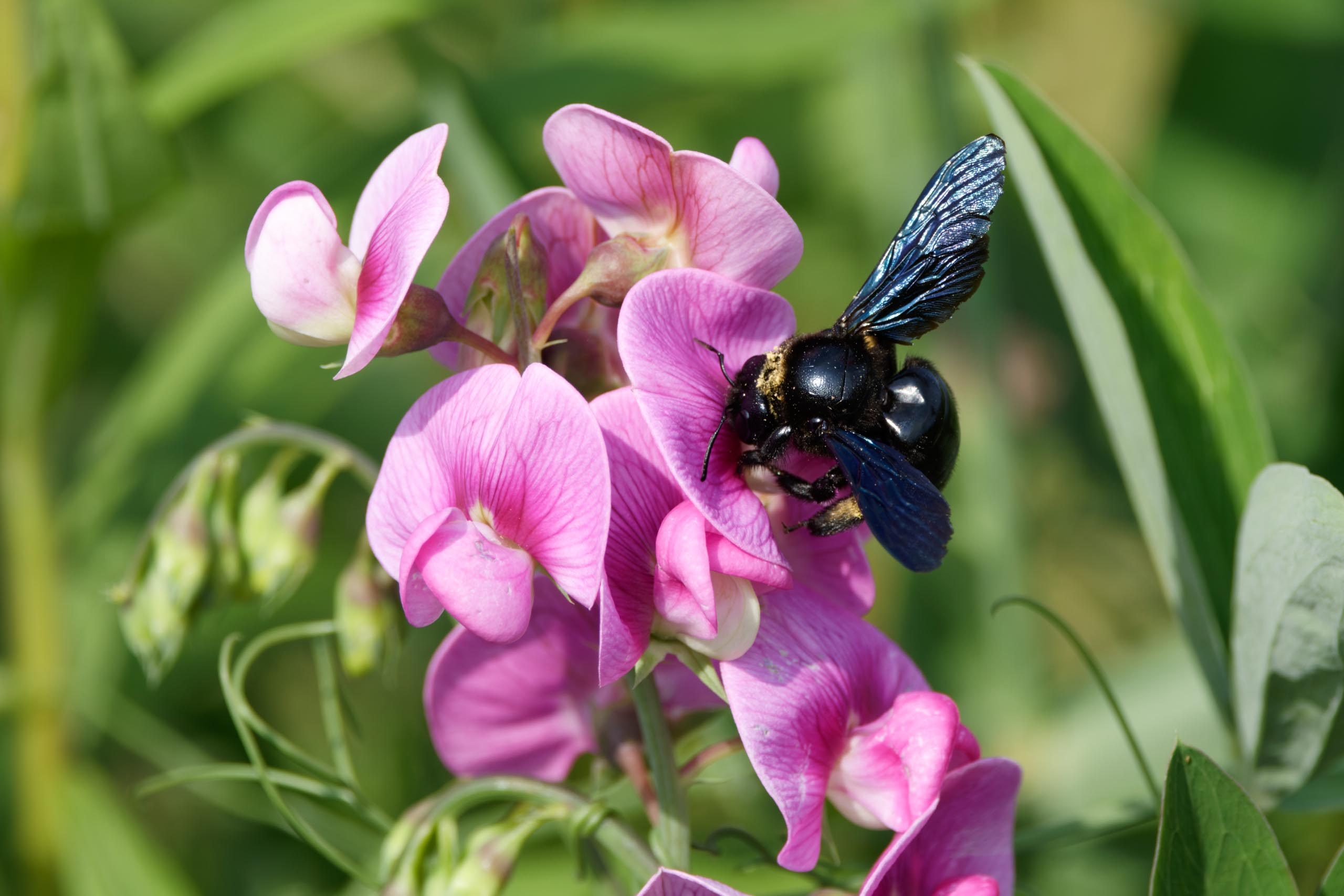 Uwes Insekten Makros