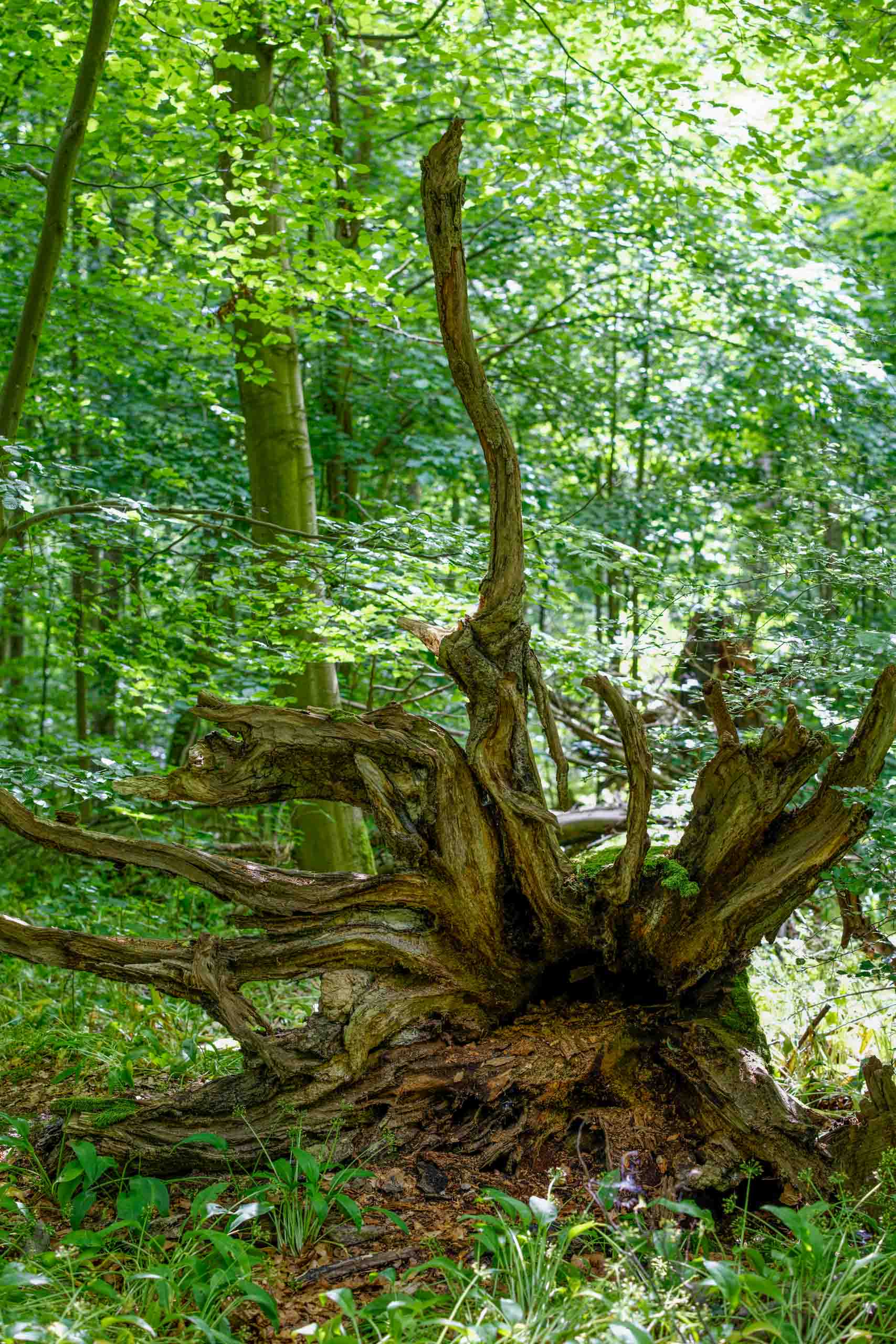 Im Mühlhäuser Stadtwald