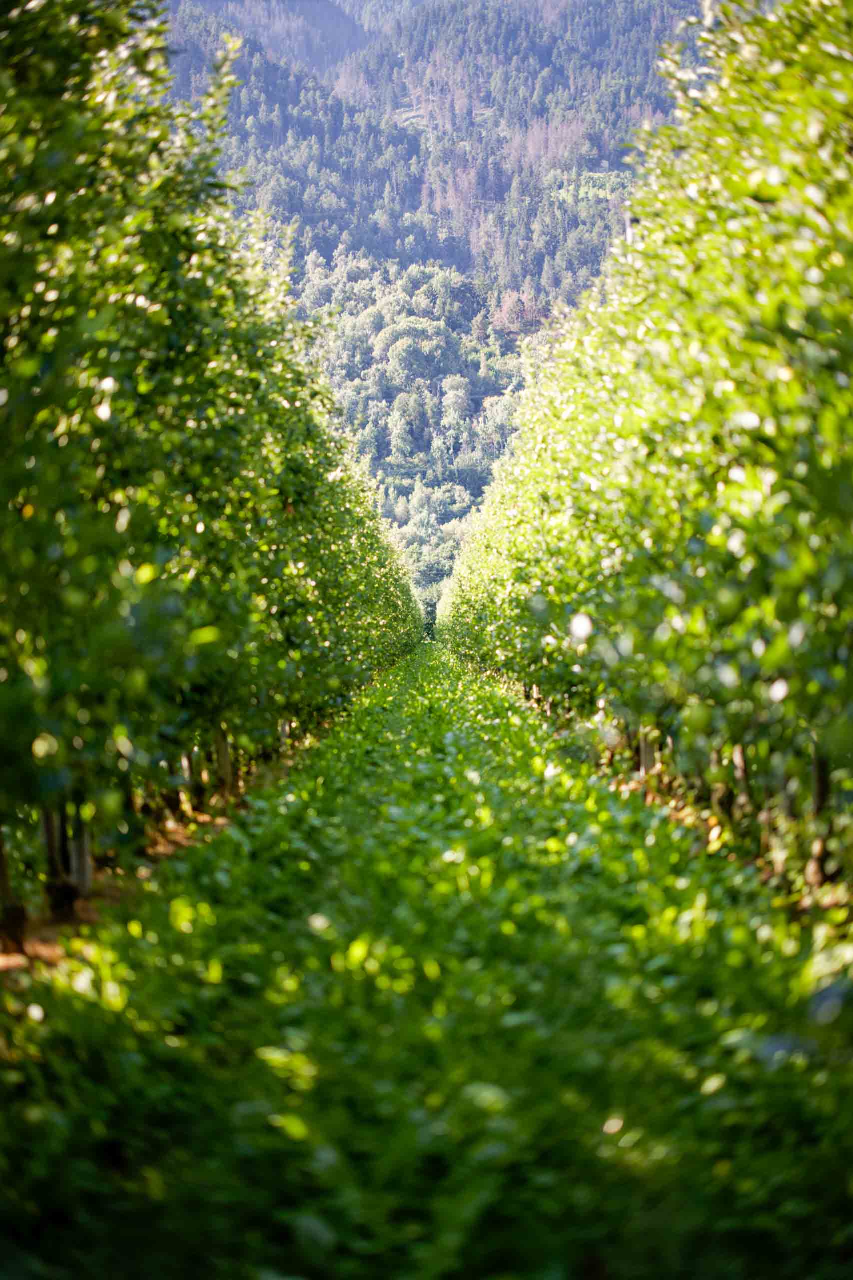 10% von Europas Apfelbedarf kommen aus Südtirol