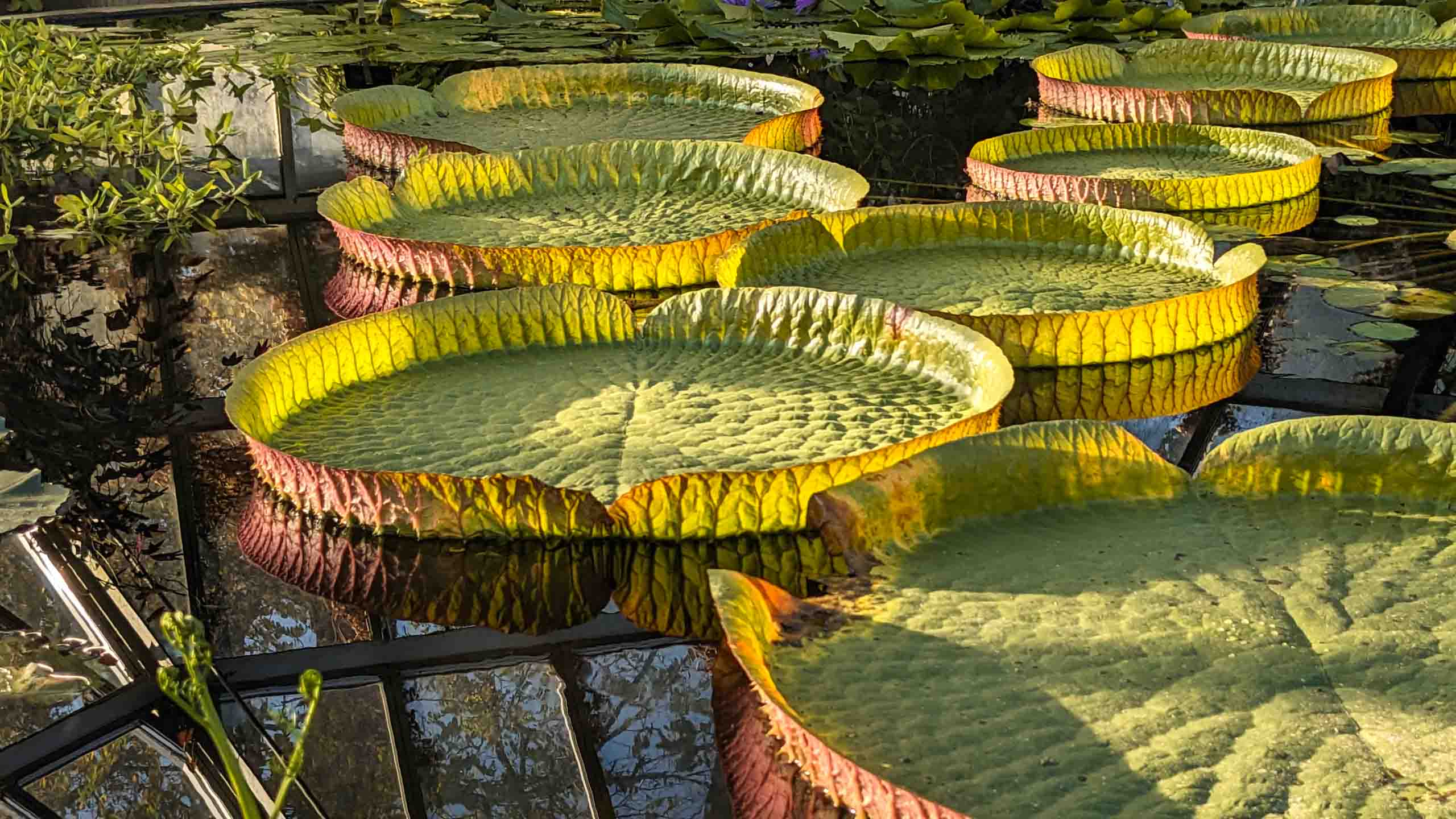 Das Kleine Tropenhaus beherbergt Pflanzen aus den feuchten Tropen Amerikas