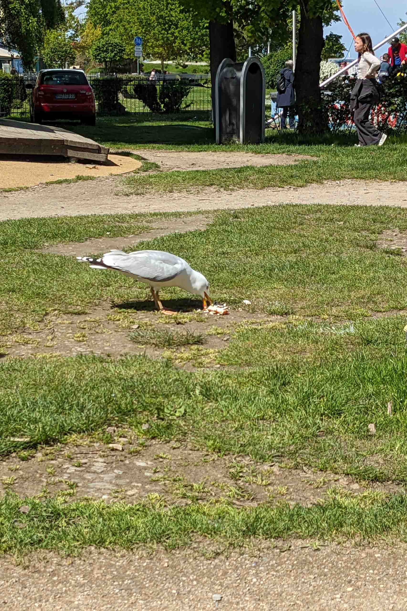 Backfisch - im Flug erbeutet