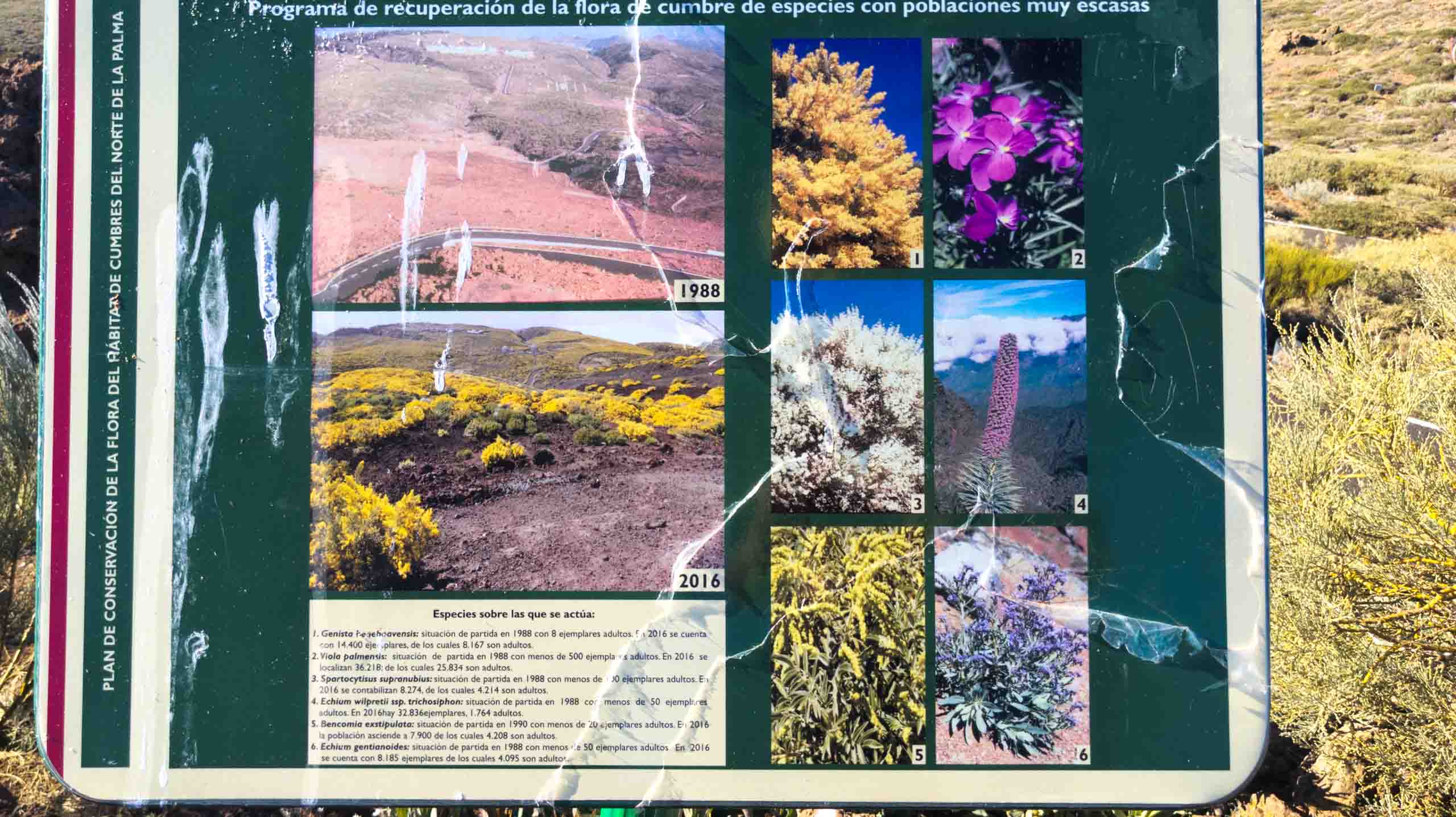 Ergebnisse der Renaturierung auf dem Roque de los Muchachos