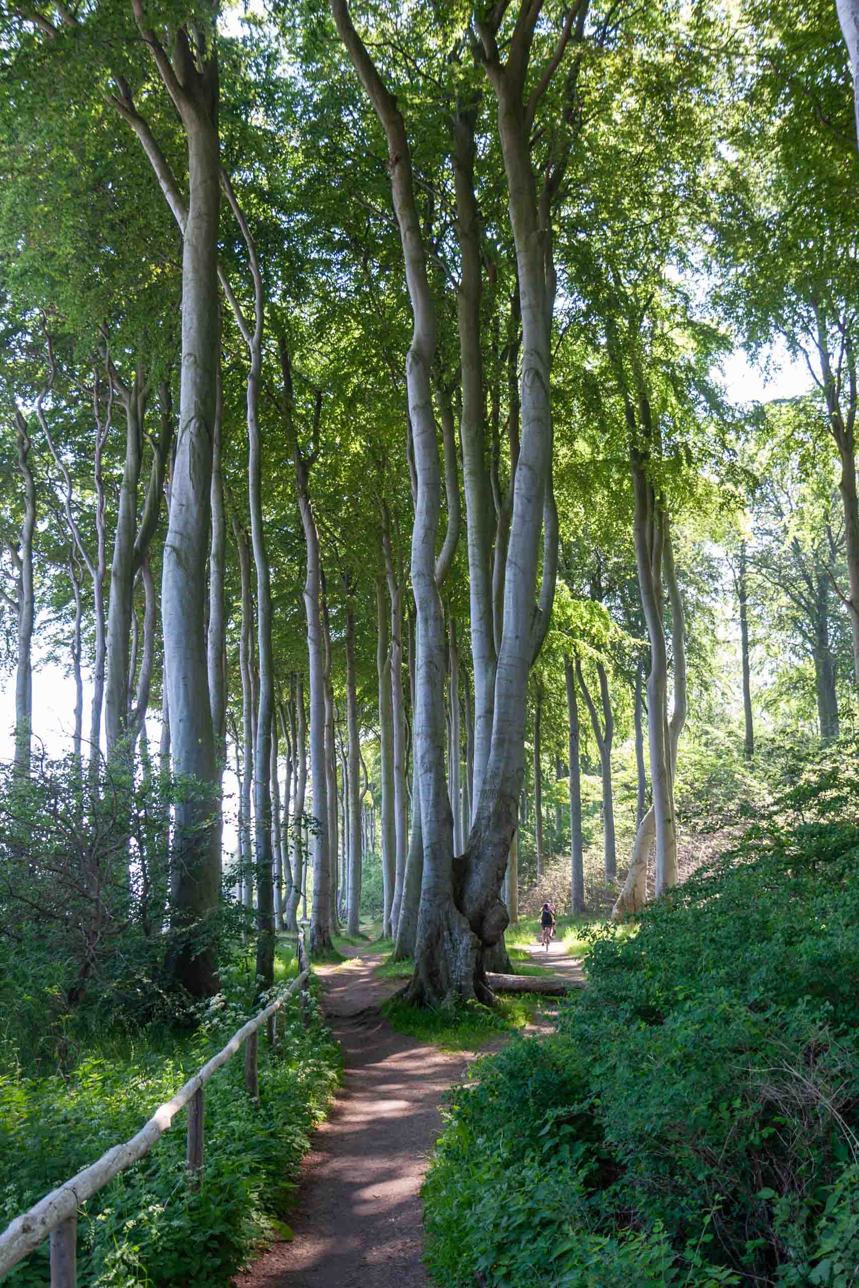 Gespensterwald bei Niendorf