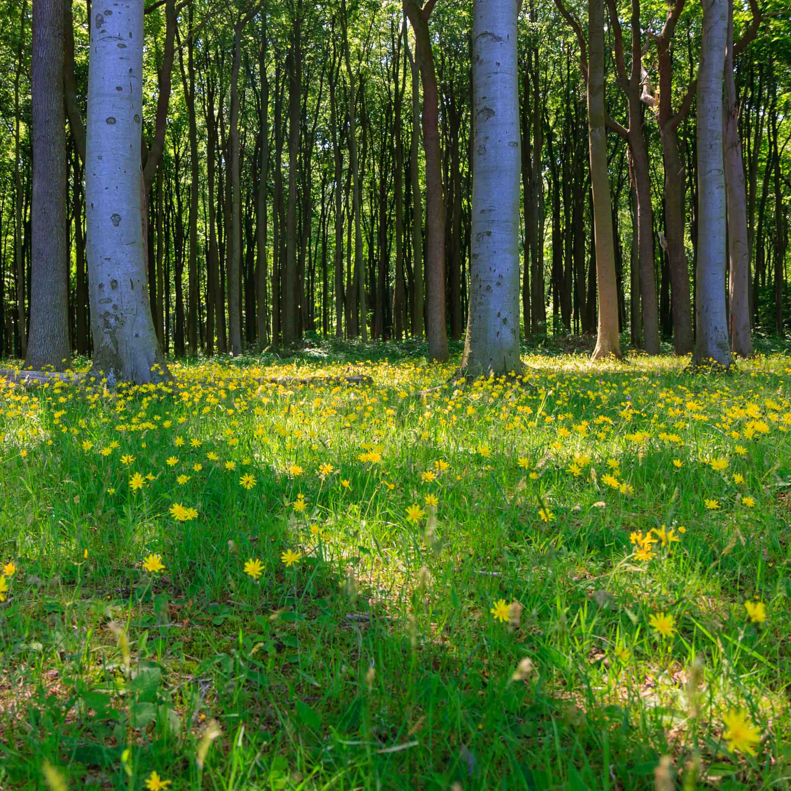 Frühling am Waldboden