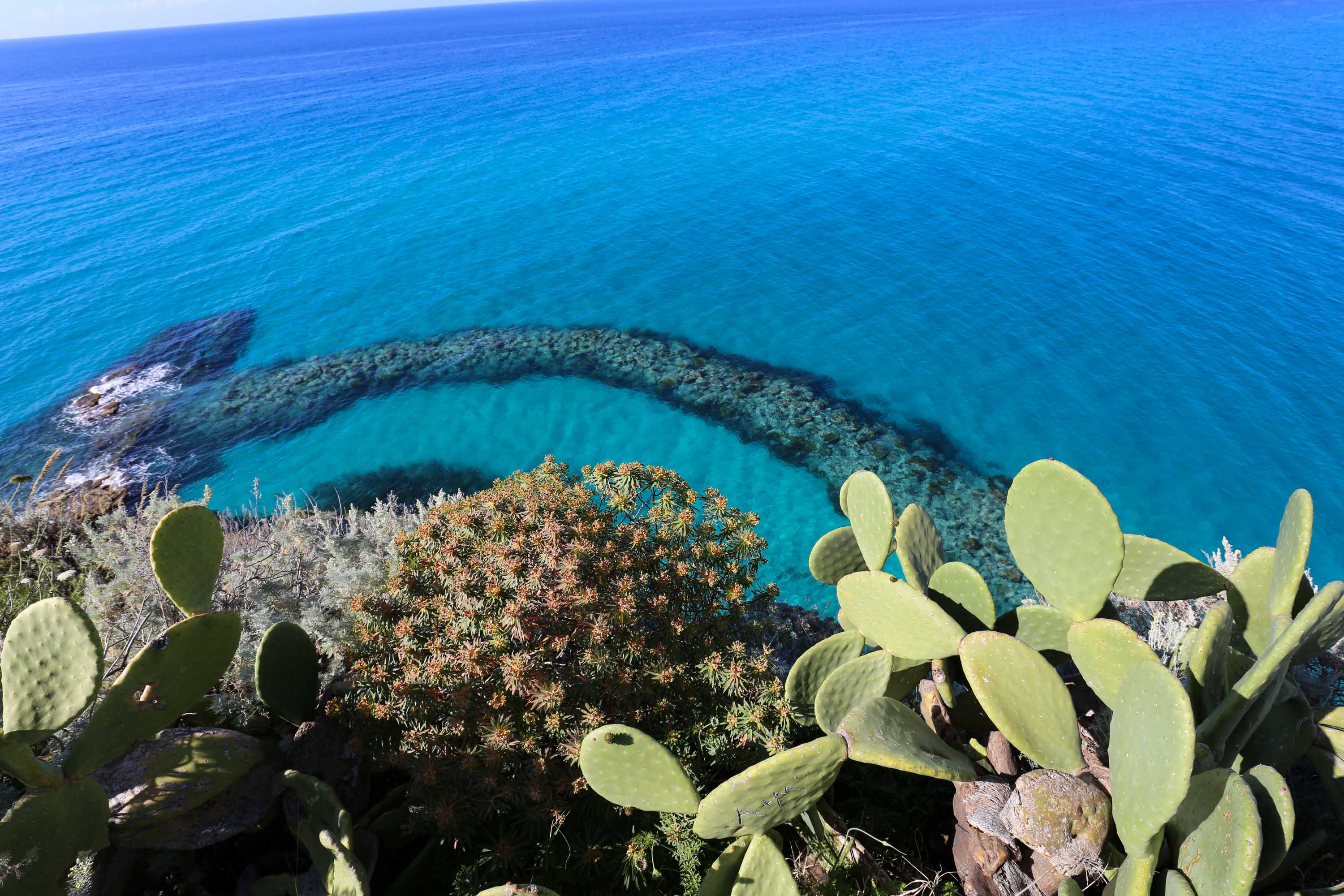 Wie ein Korallenriff?