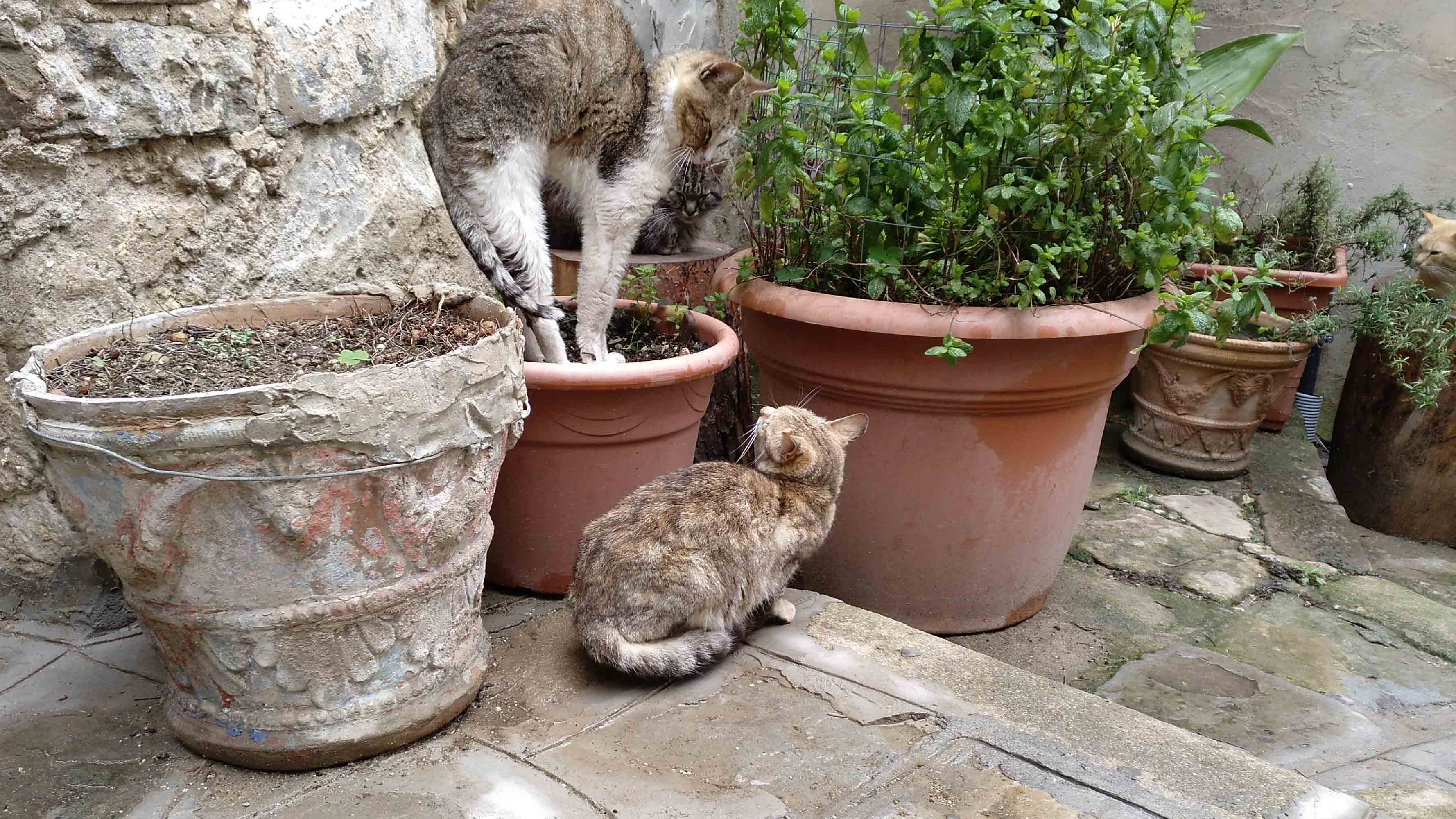 Katzen sieht man oft
