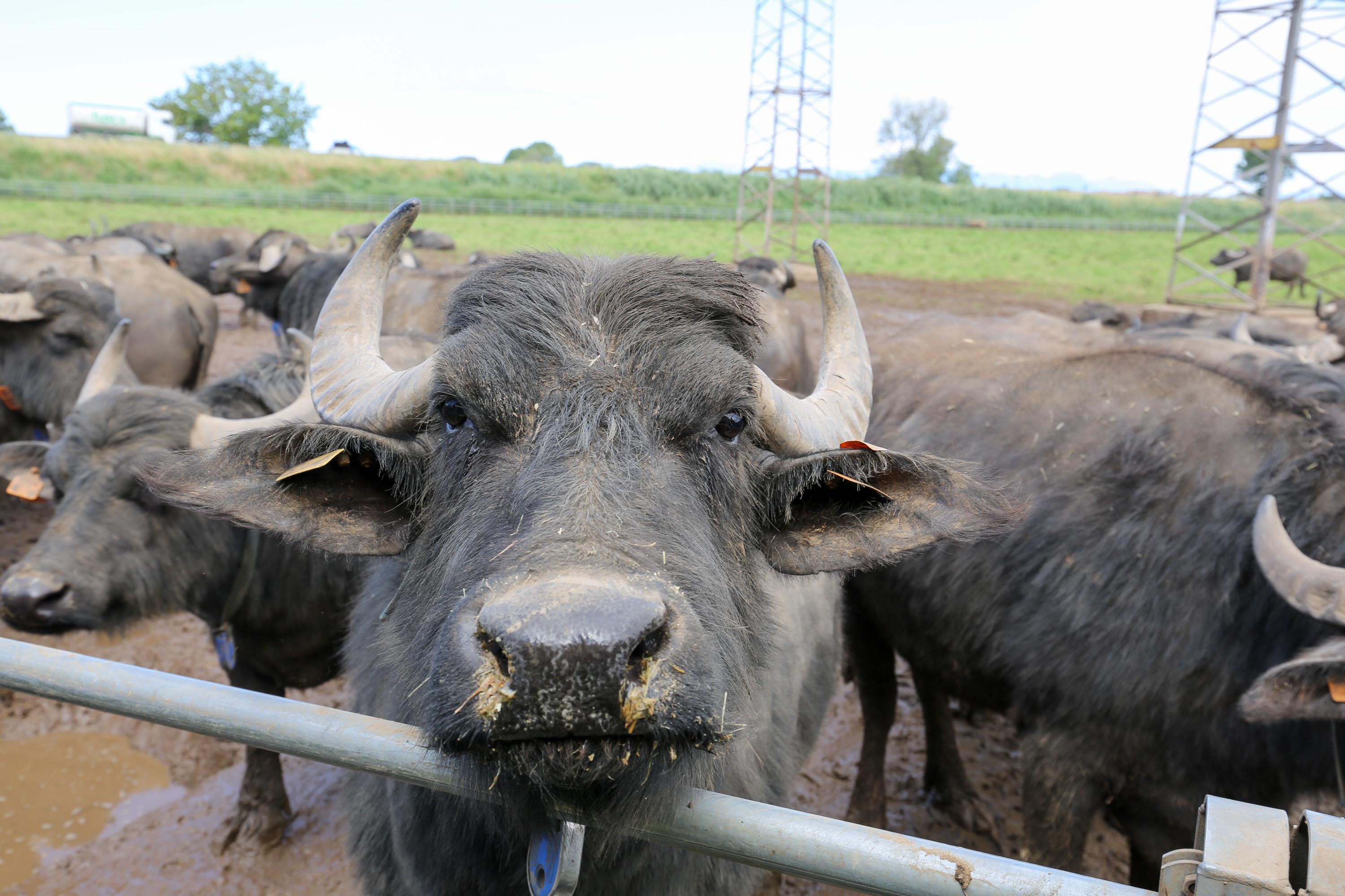 Nur Wasserbüffel liefern den echten Mozzarella