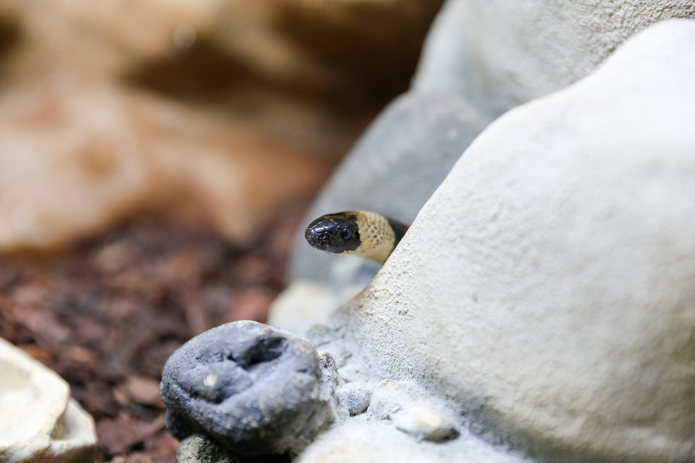 Mexikanische Schlange