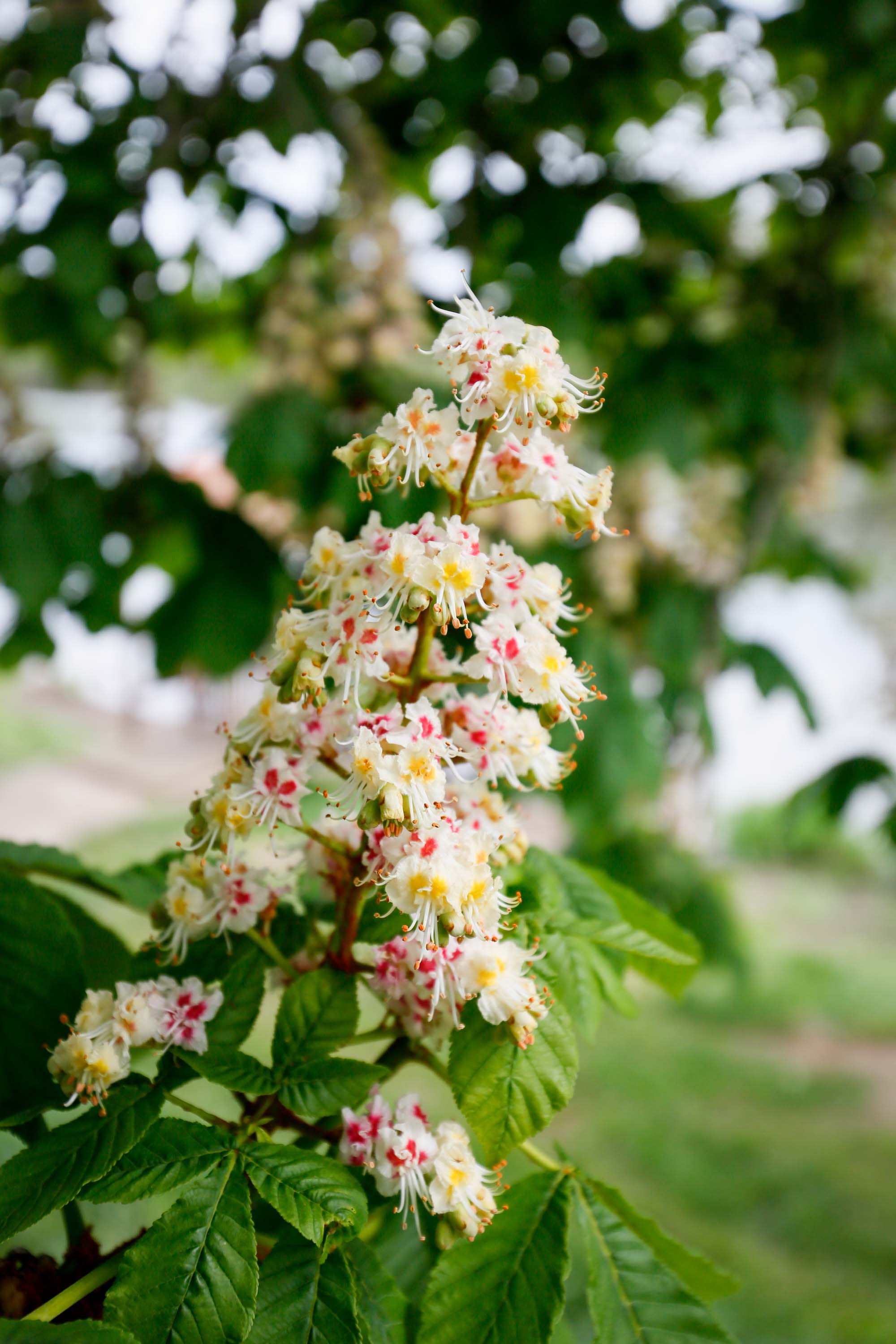 Auch die Kastanien blühen bereits
