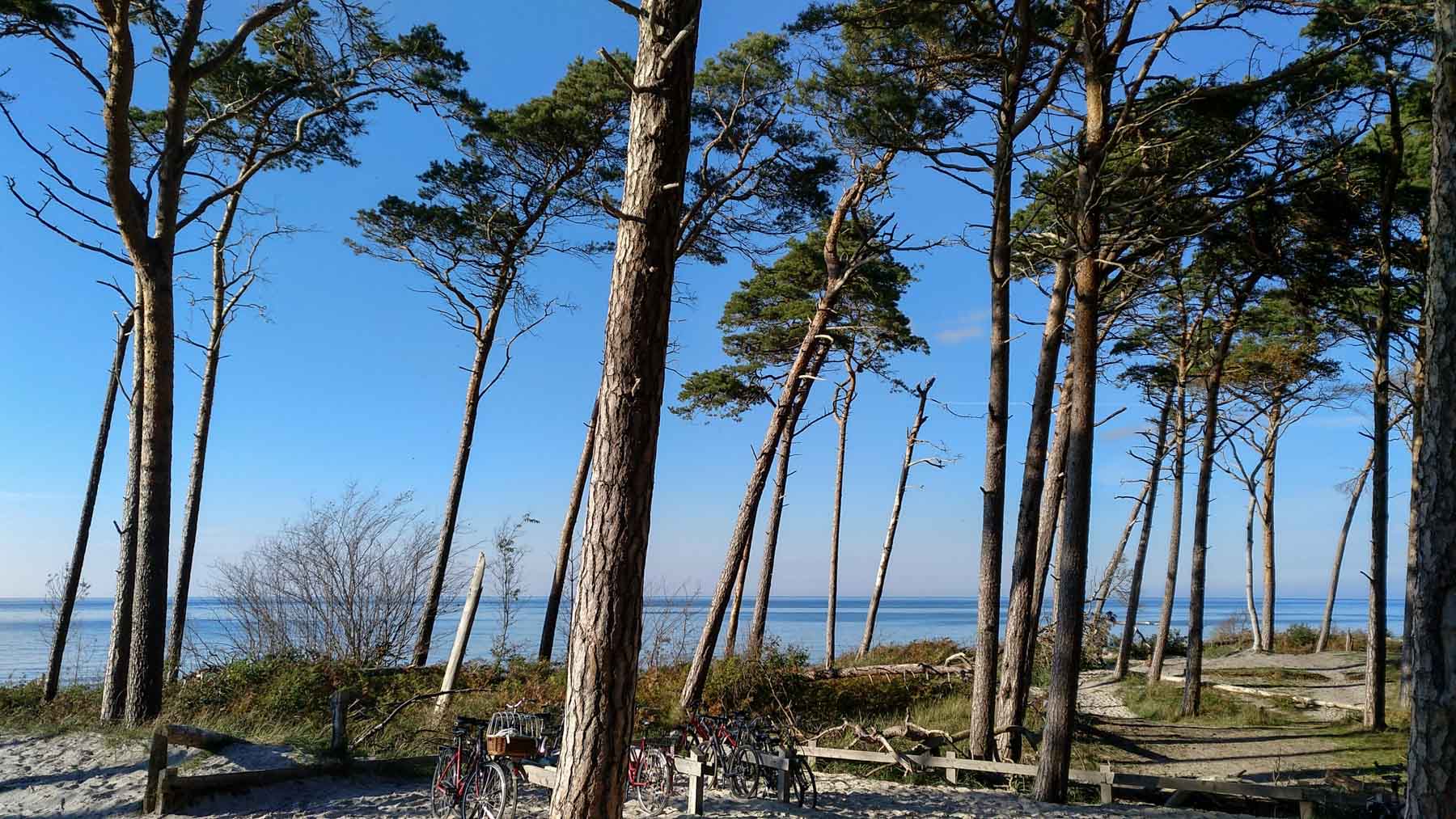 Unberührte Natur am Weststrand vom Darß
