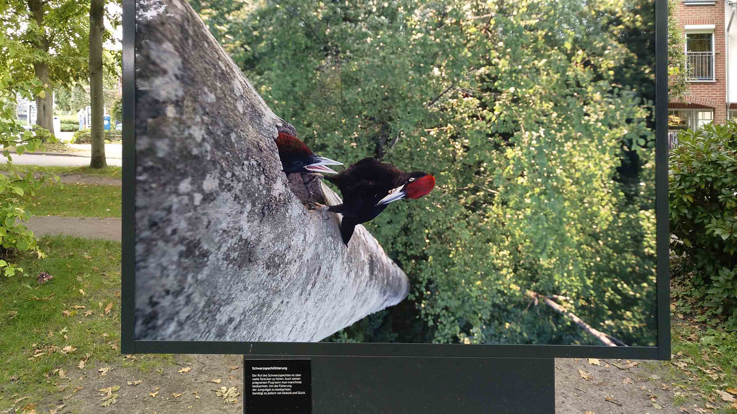 Umweltfestival "horizonte zingst"