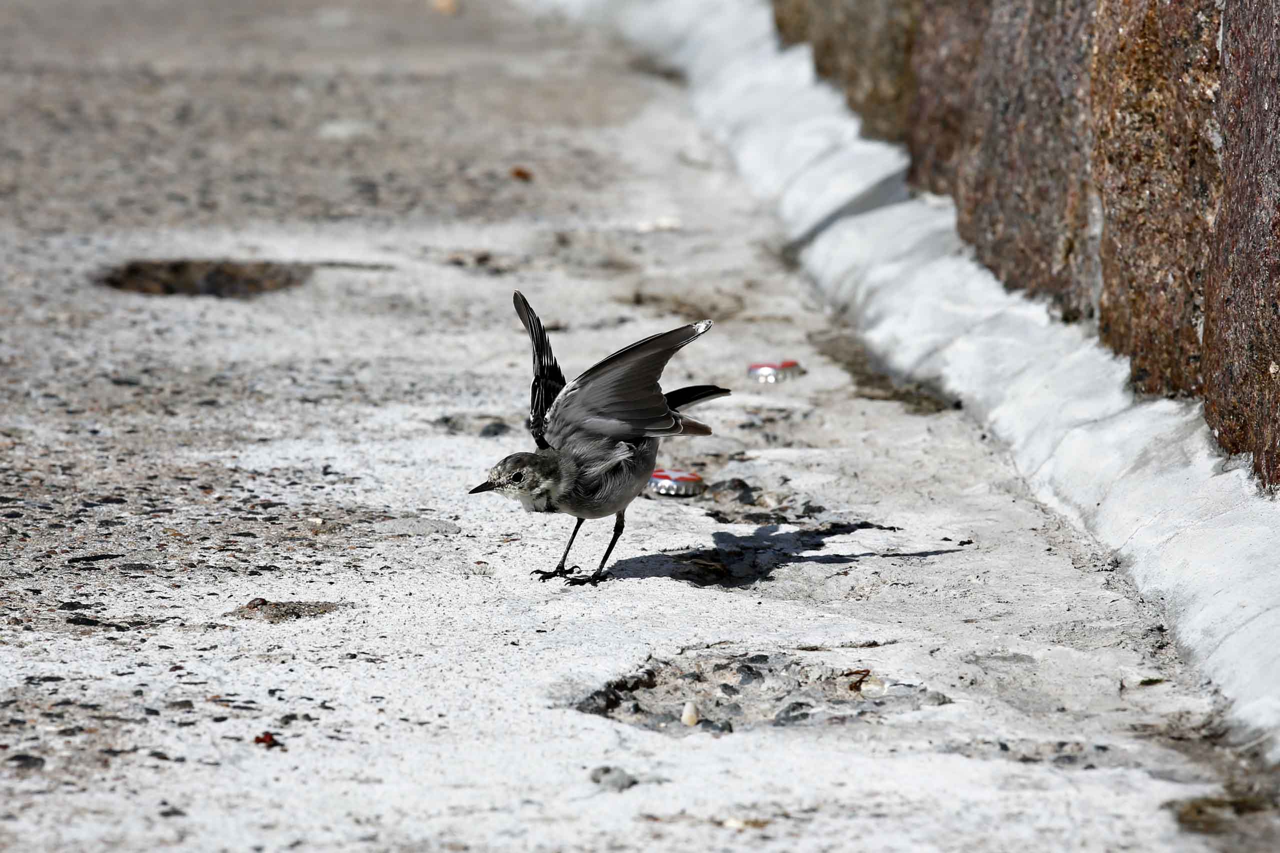 Eine  junge Bachstelze trocknet ihr Gefieder.