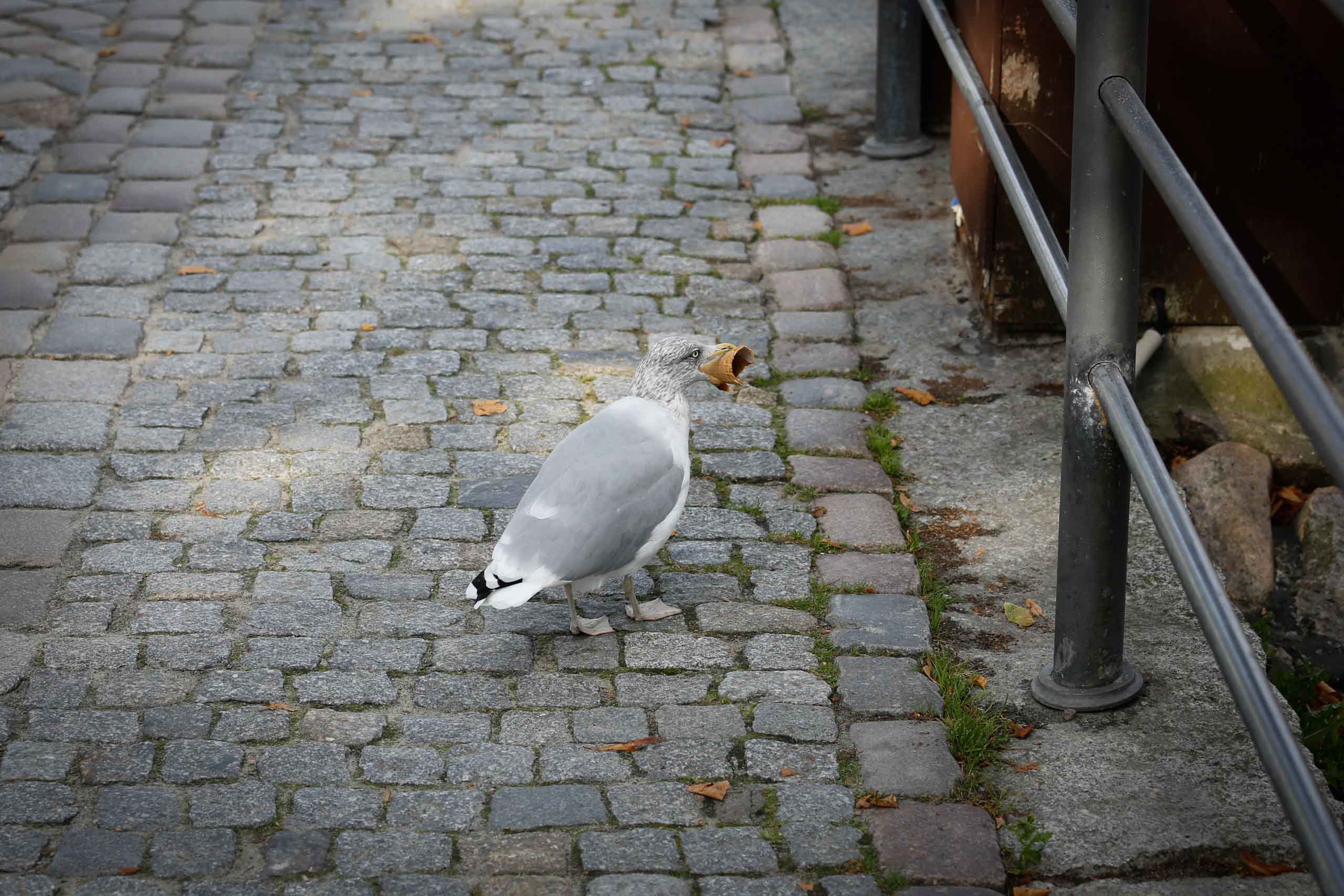 Auch Möven mögen Eiswaffeln!