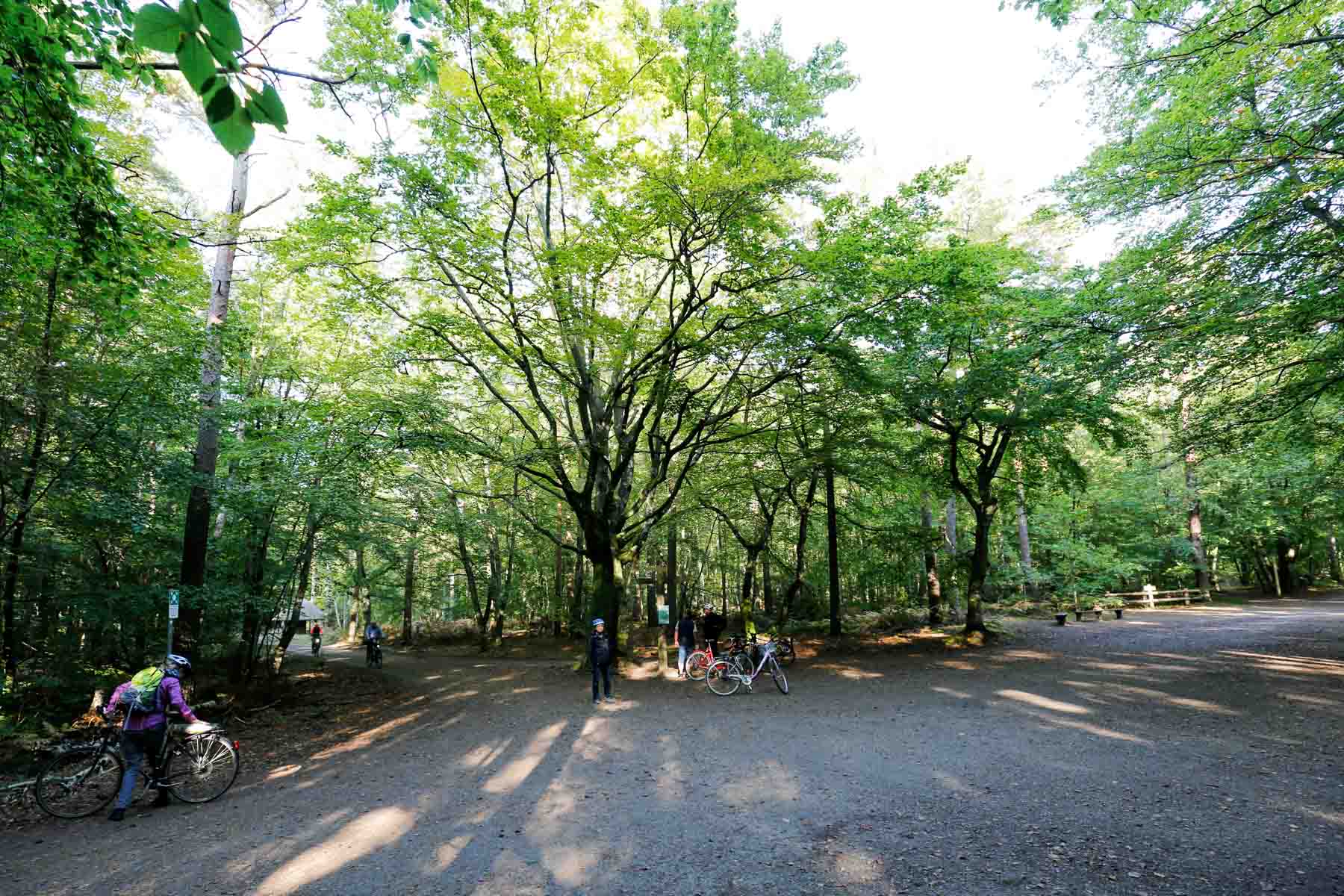 Waldkreuzung "Großer Stern" im Darßer Urwald